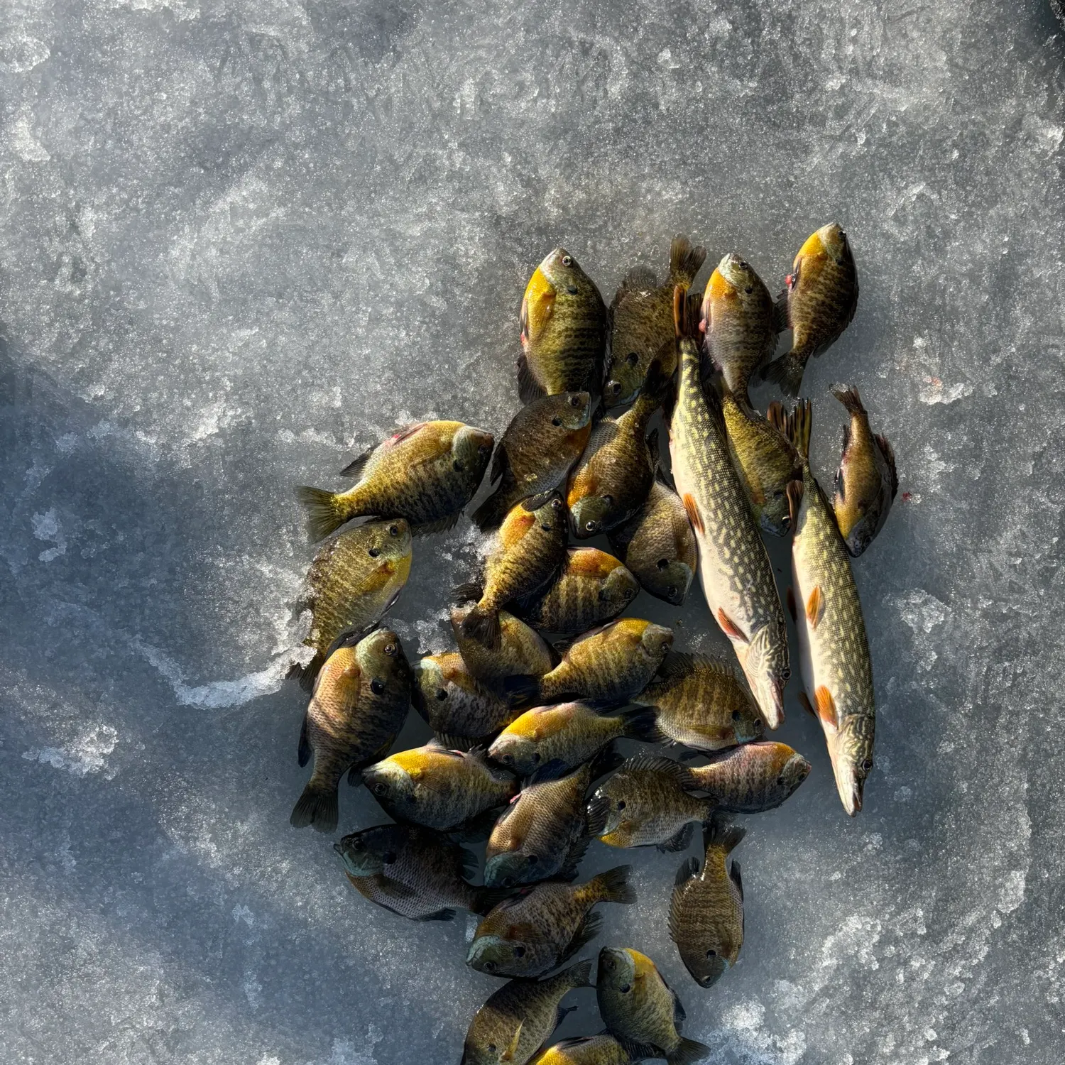 recently logged catches