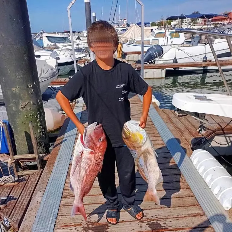 The most recent Pink dentex catches on Fishbrain