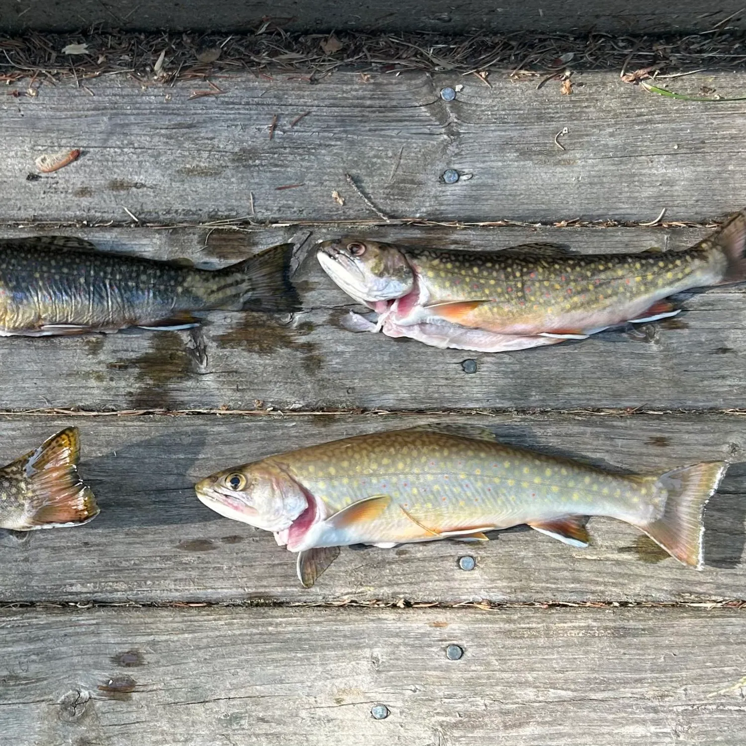 recently logged catches