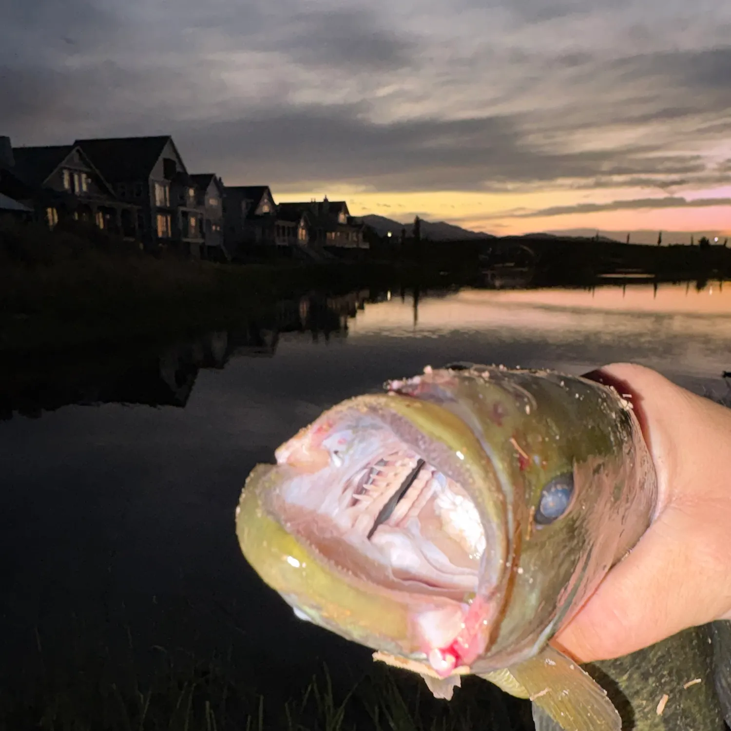 catch