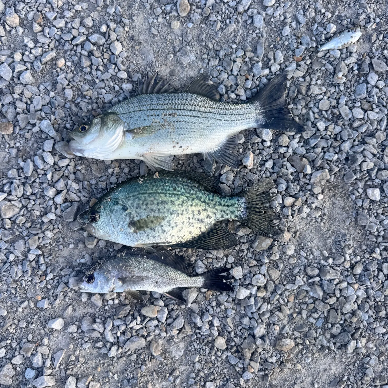 White bass caught on Fishbrain