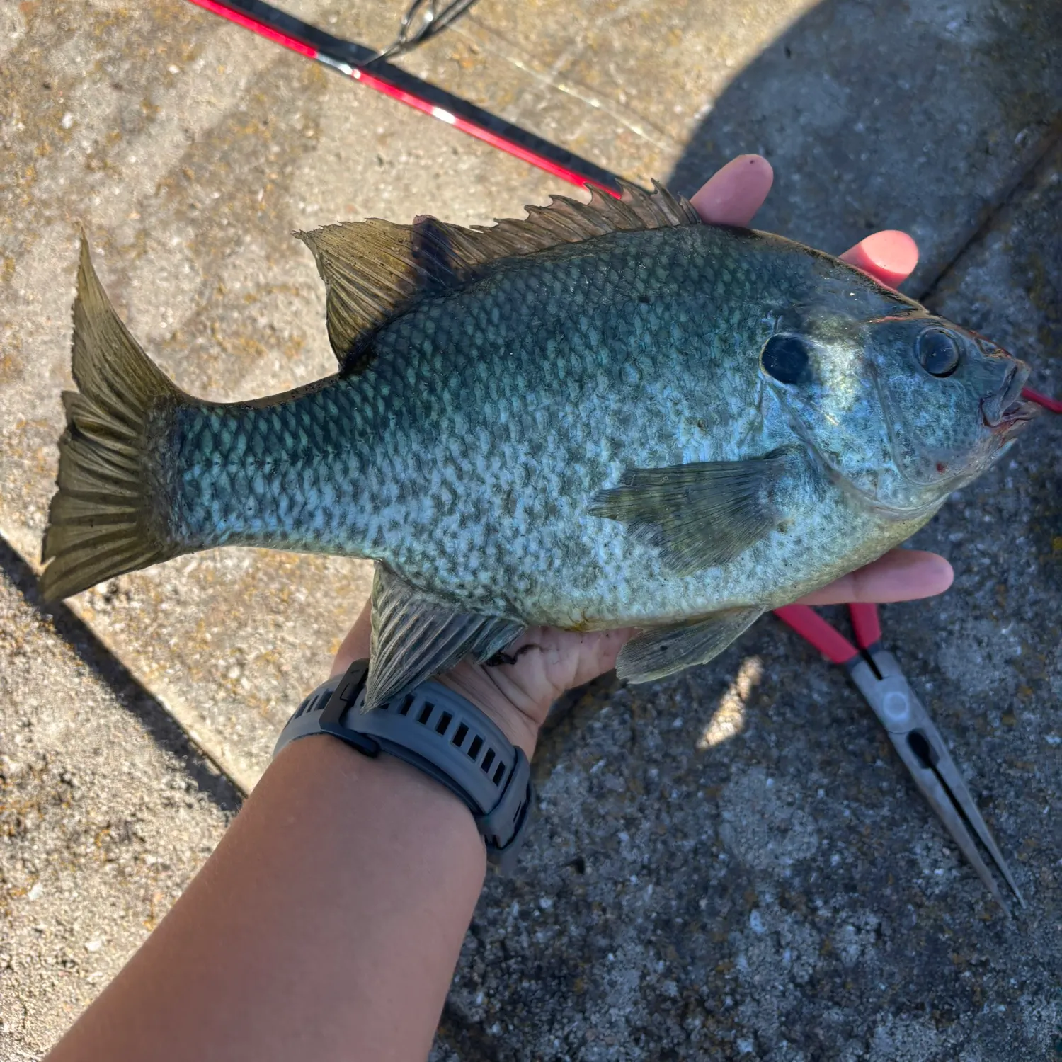 Bluegill caught on Fishbrain