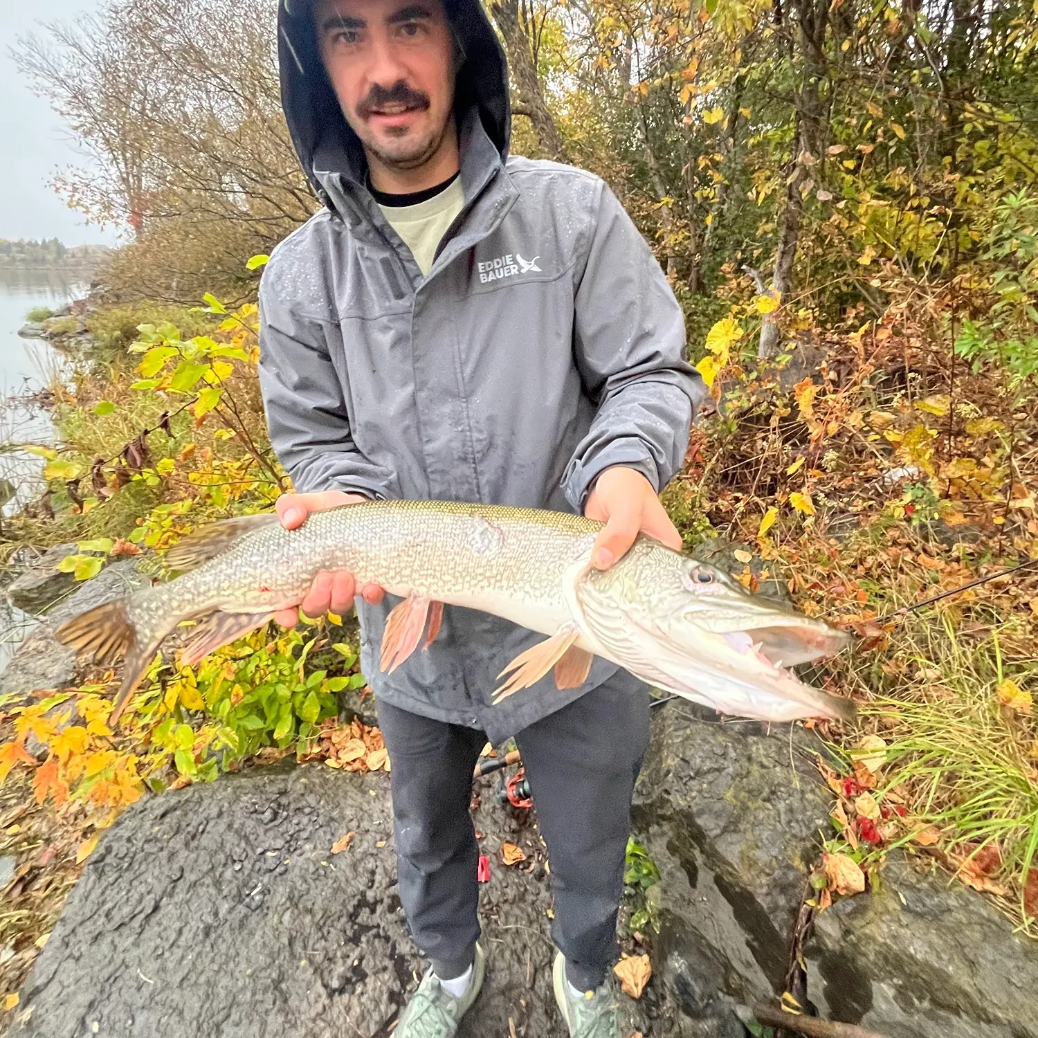 Northern pike caught on Fishbrain
