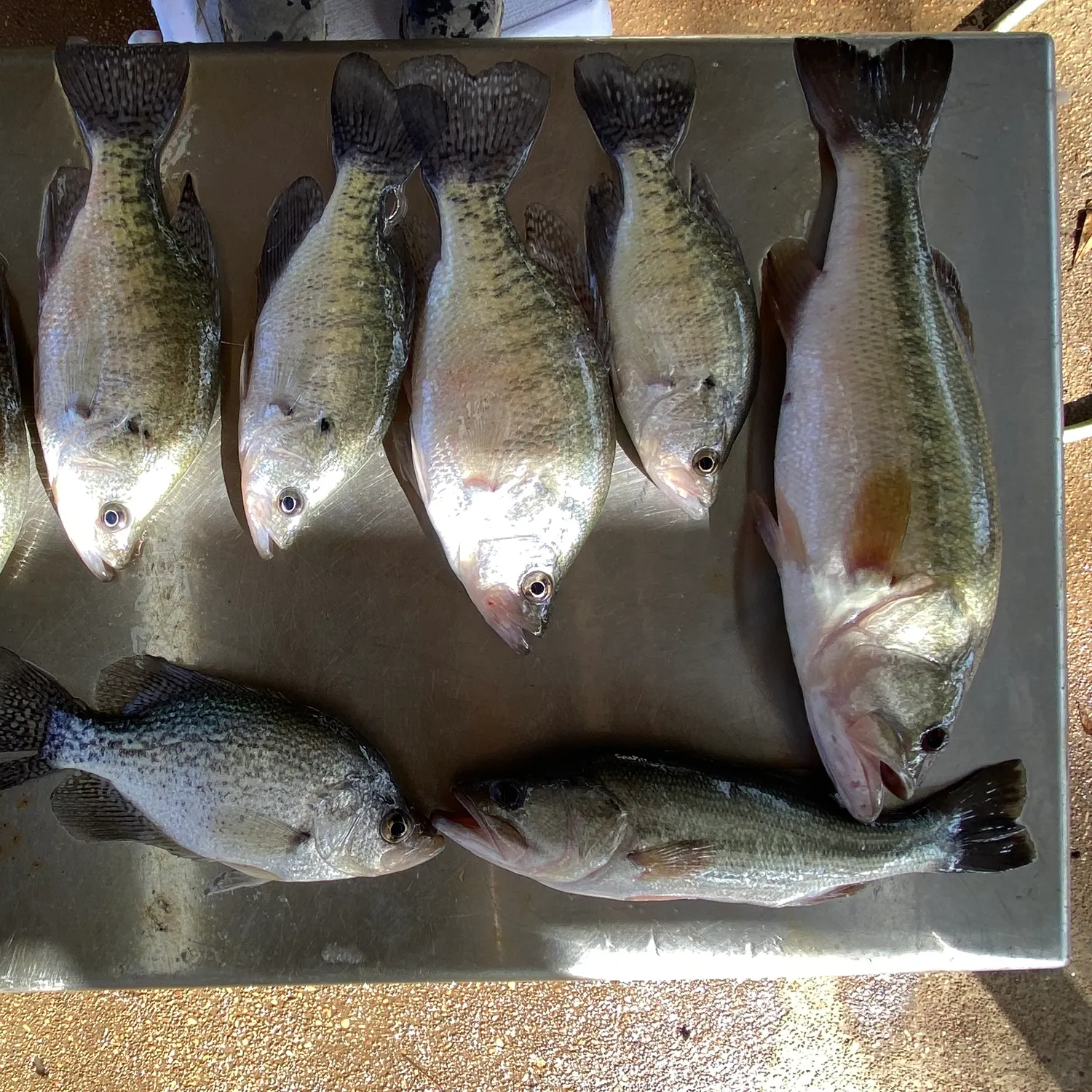 recently logged catches