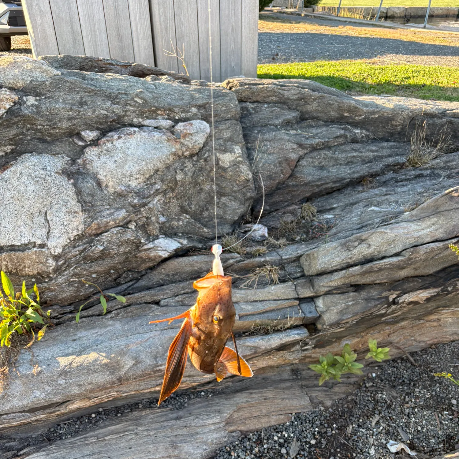 Striped searobin caught on Fishbrain
