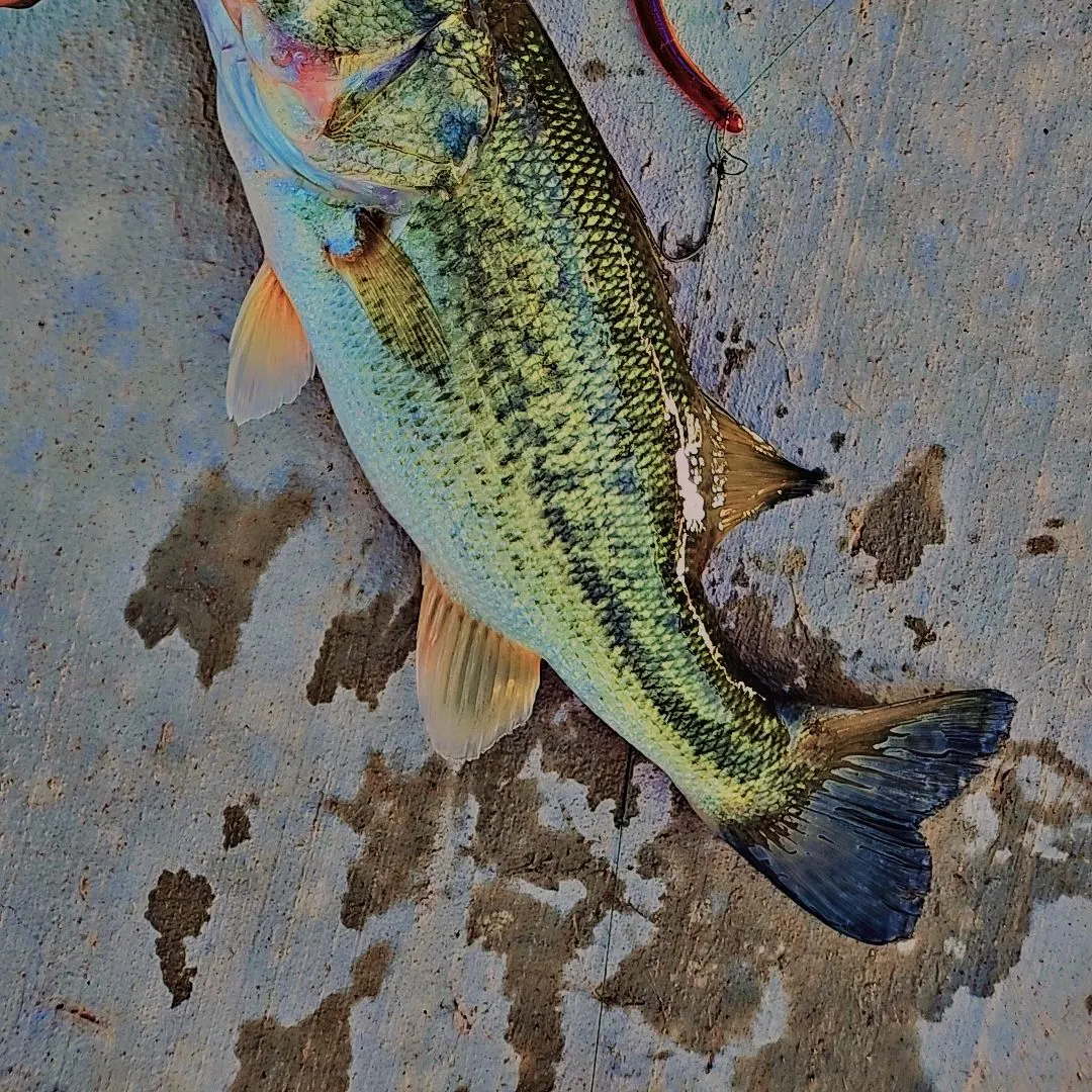 Largemouth bass caught on Fishbrain