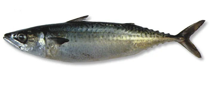 Blue mackerel