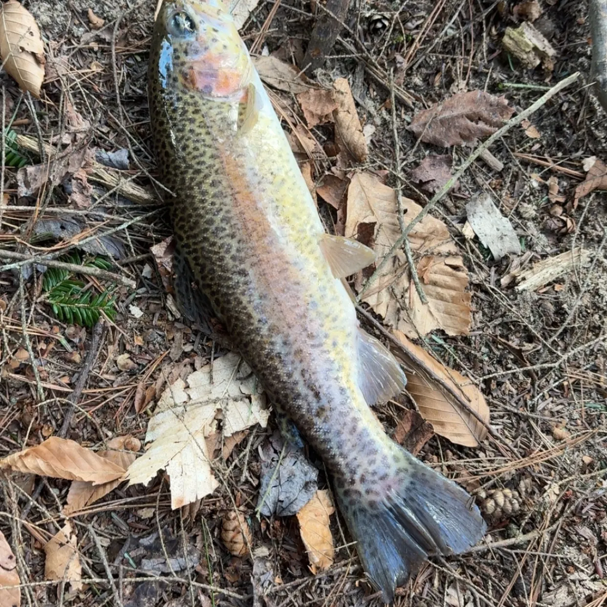 Rainbow trout caught on Fishbrain