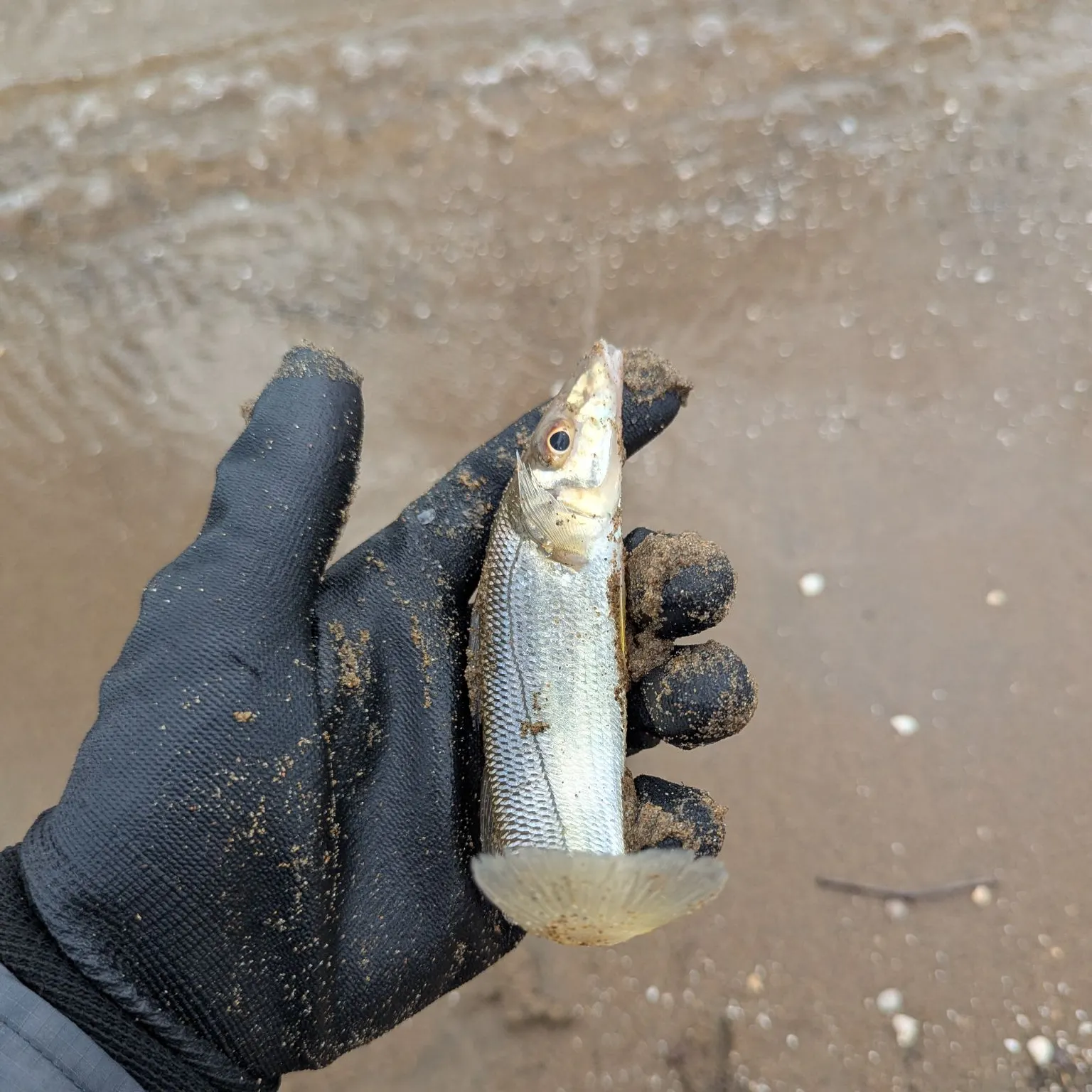 The most recent Sand sillago catches on Fishbrain