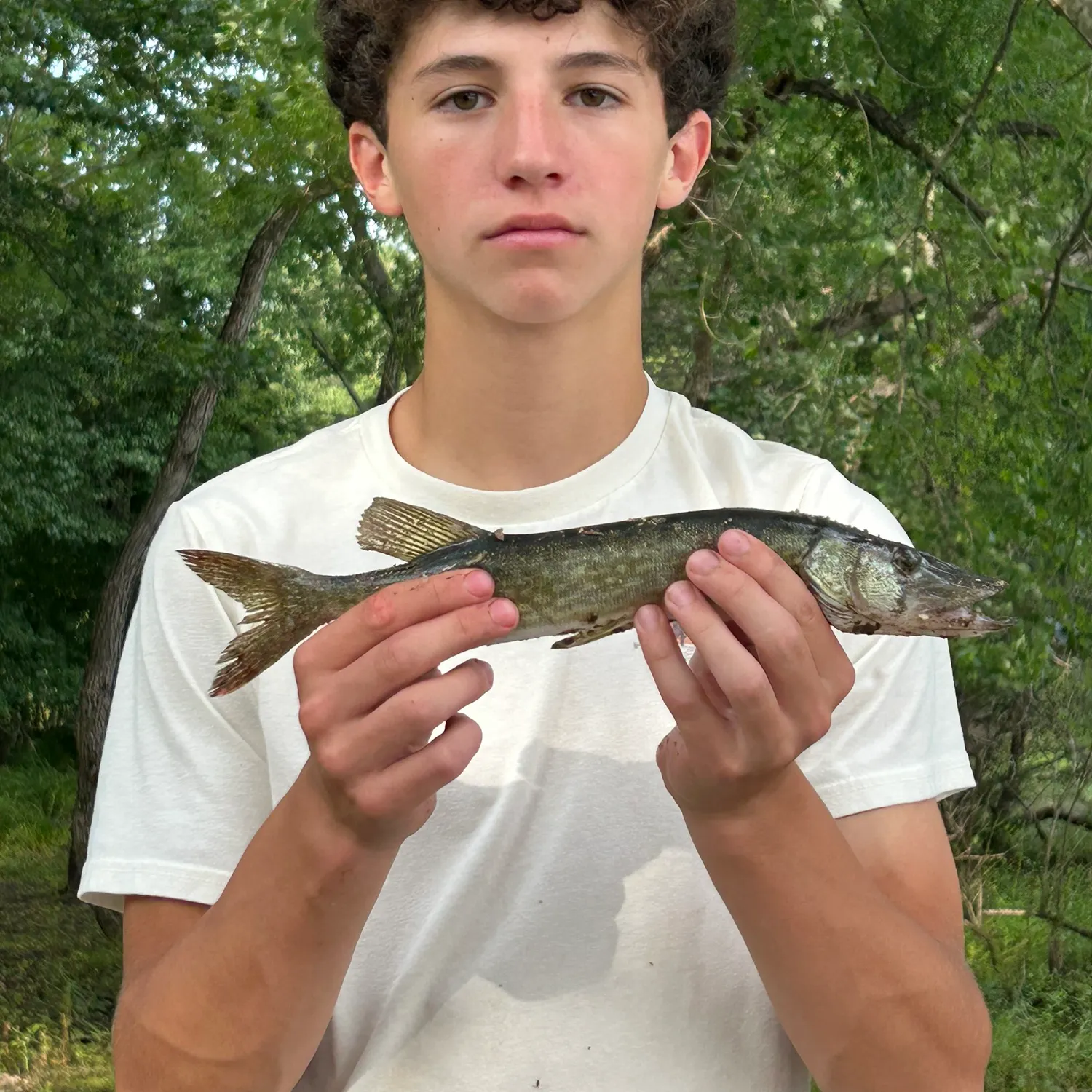 Chain pickerel caught on Fishbrain