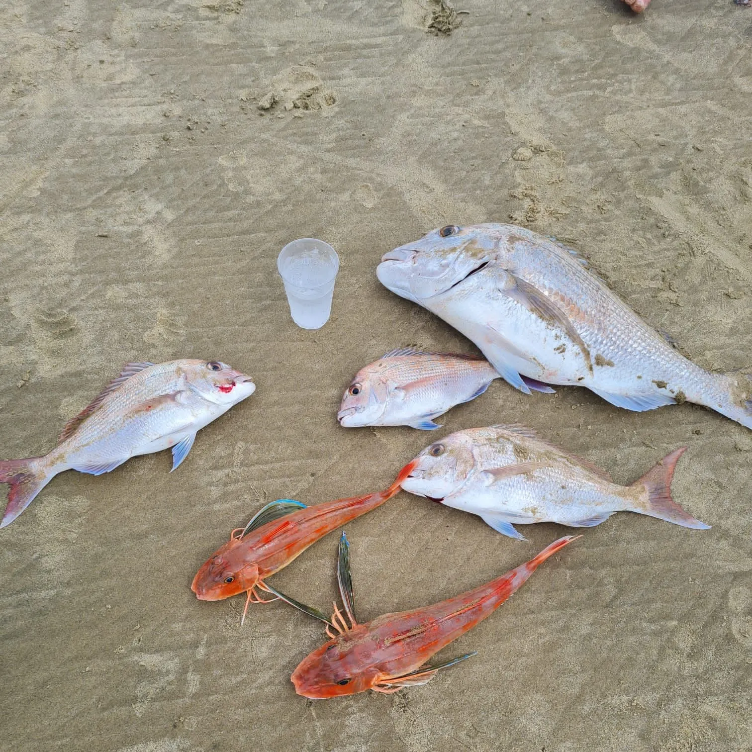 catch