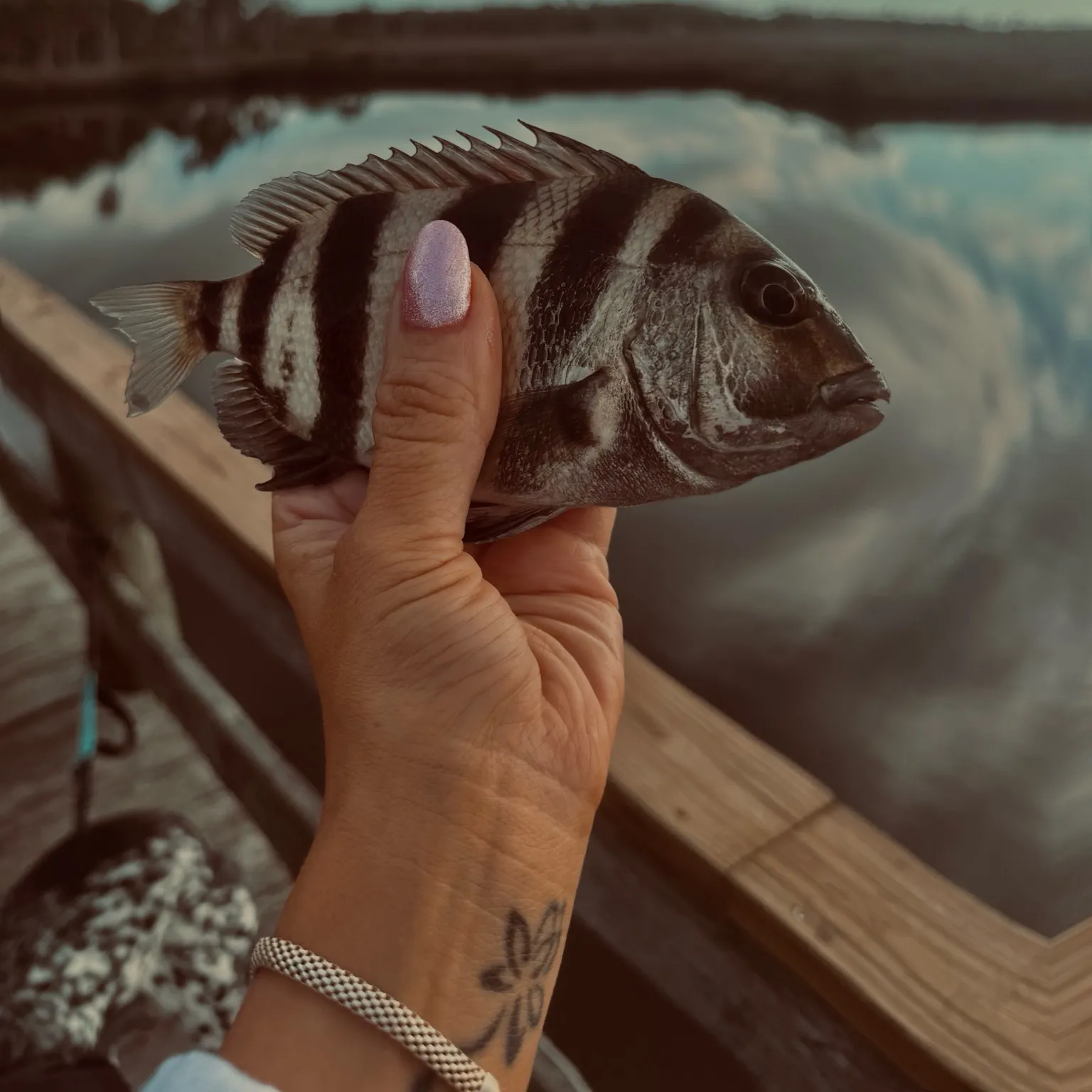 The most recent Sheepshead catches on Fishbrain