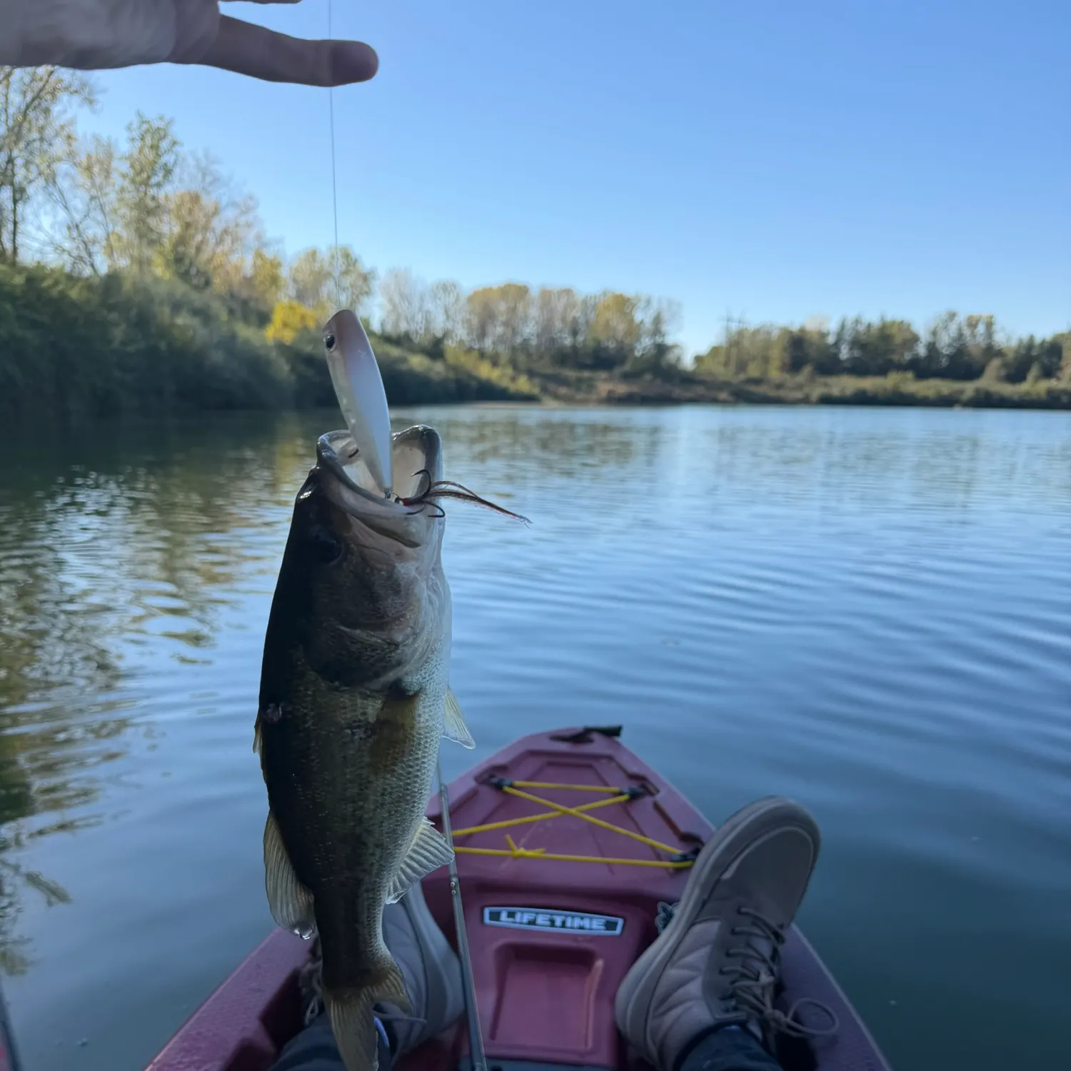 Largemouth bass caught on Fishbrain