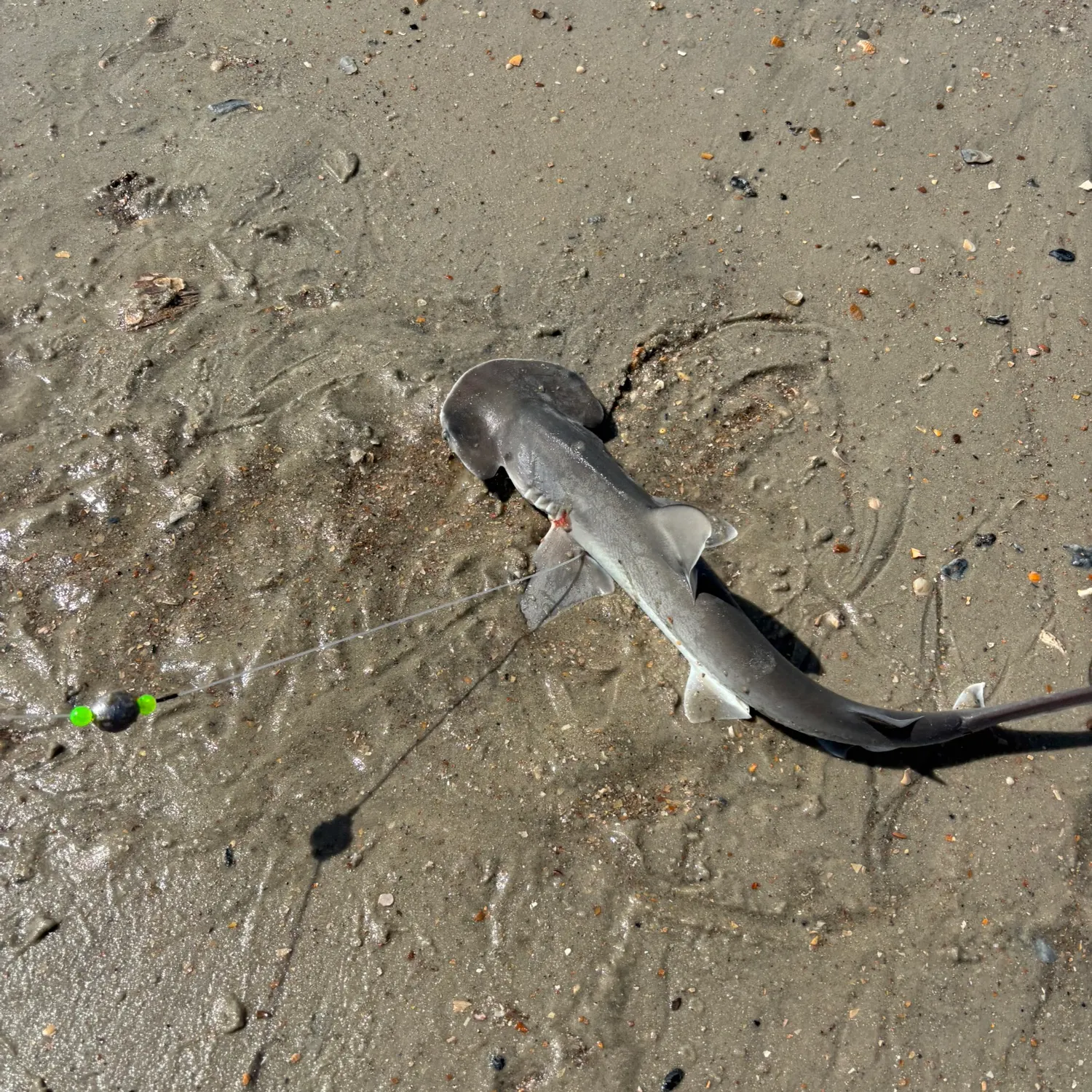 The most recent Bonnethead shark catches on Fishbrain