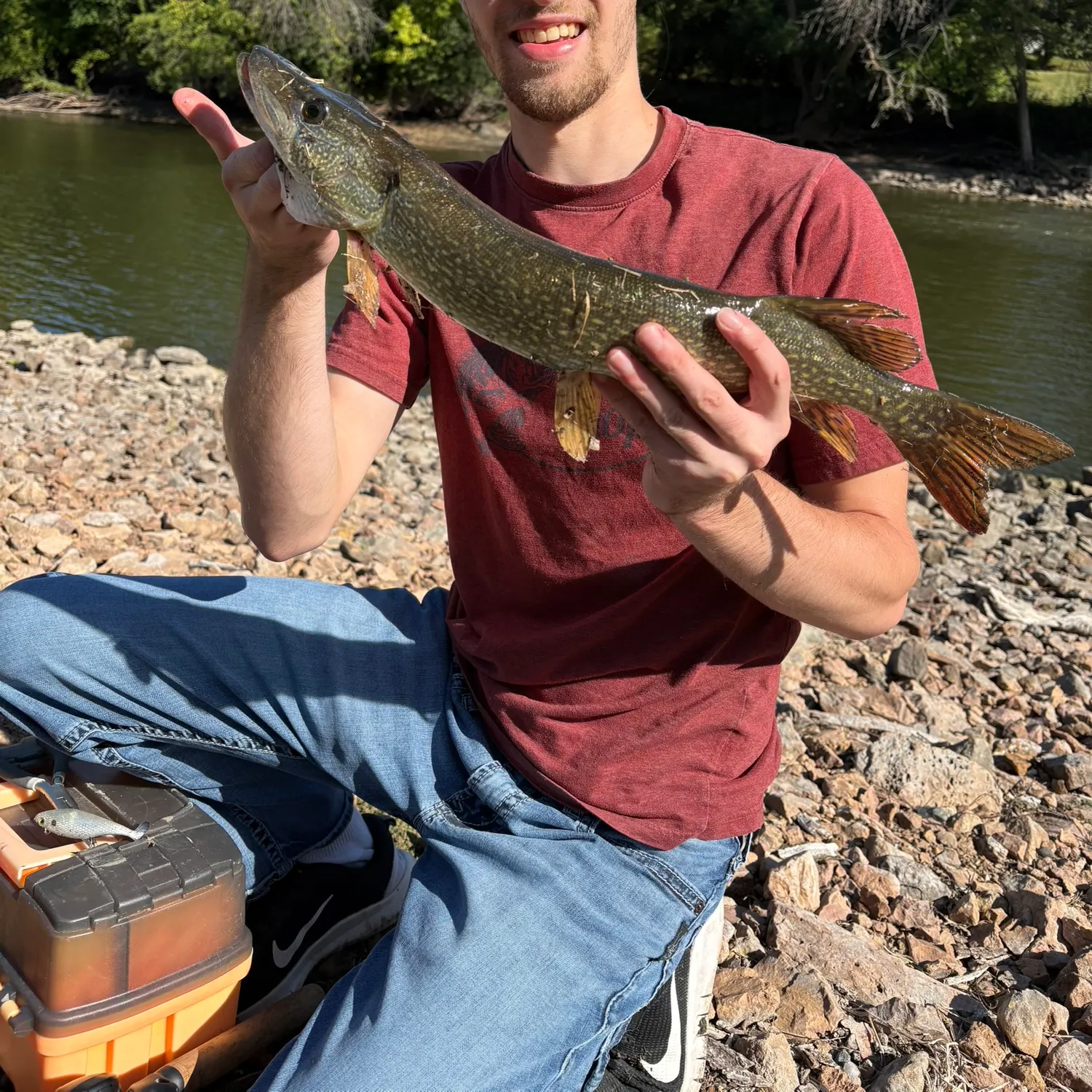 Northern pike caught on Fishbrain