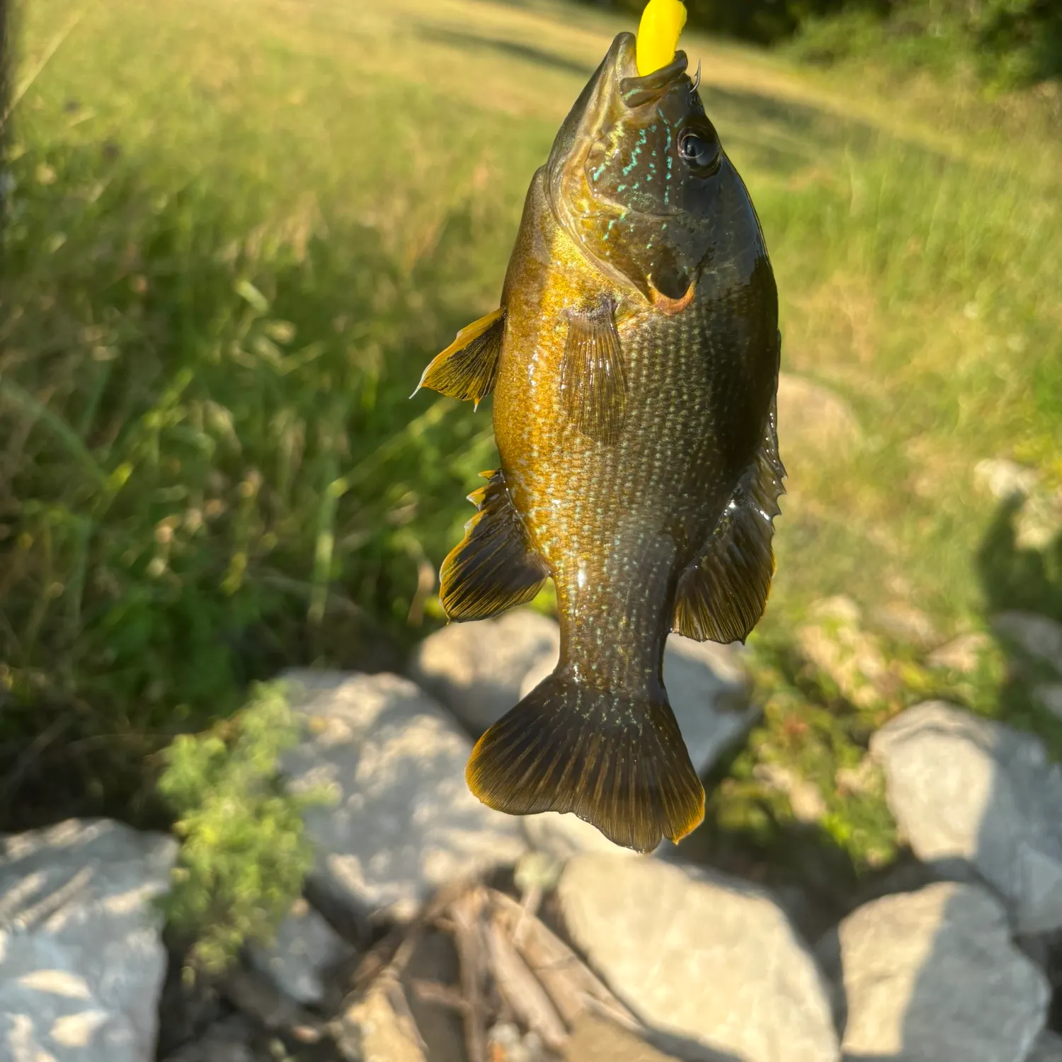 Green sunfish caught on Fishbrain