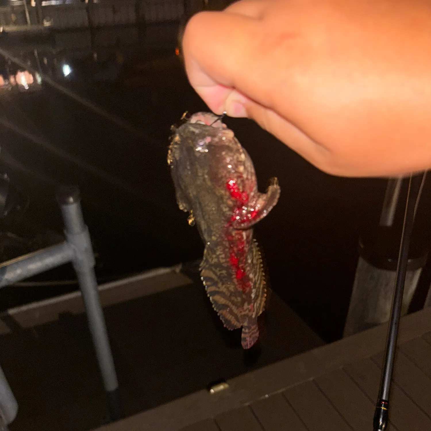 Oyster toadfish caught on Fishbrain