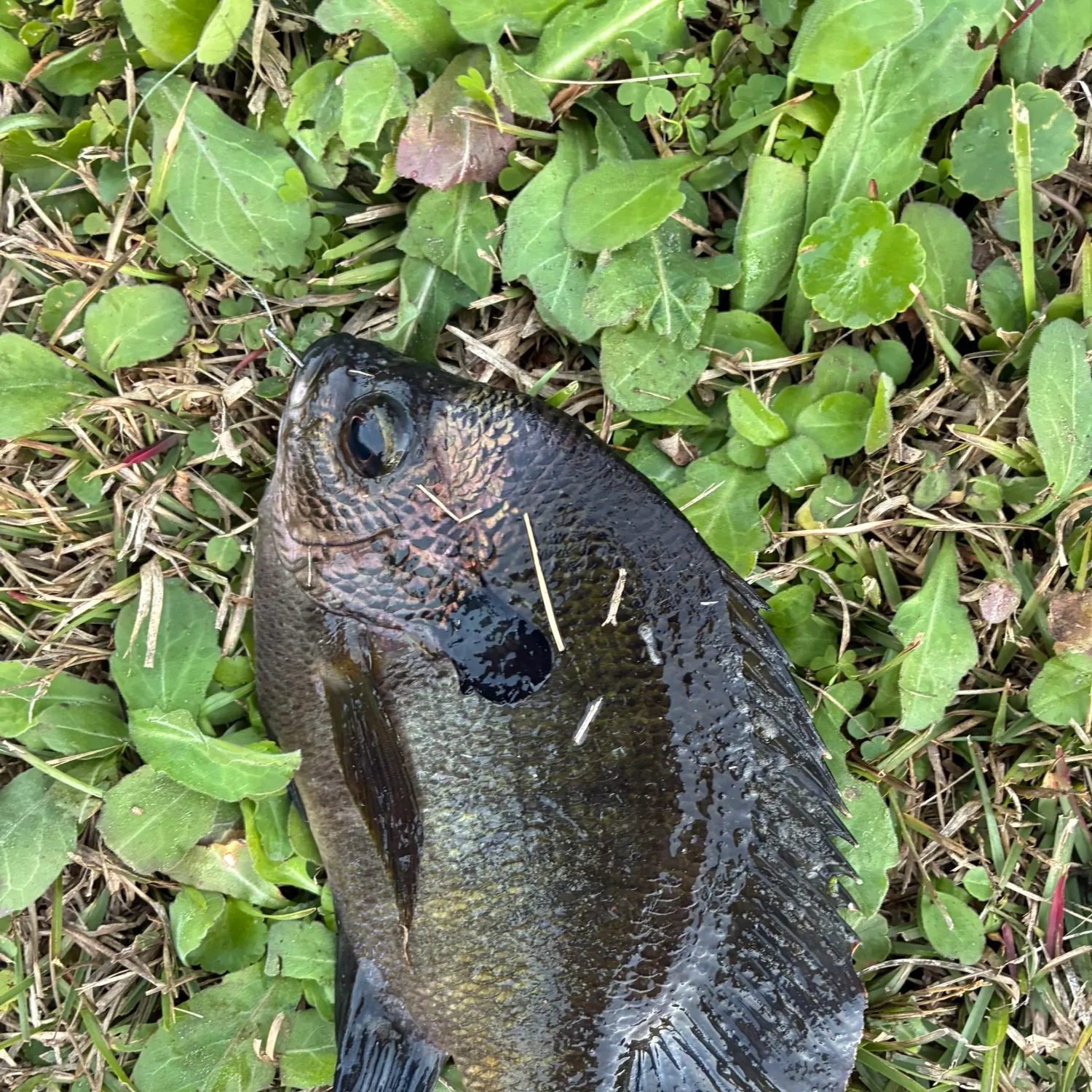 The most recent Coppernose bluegill catches on Fishbrain