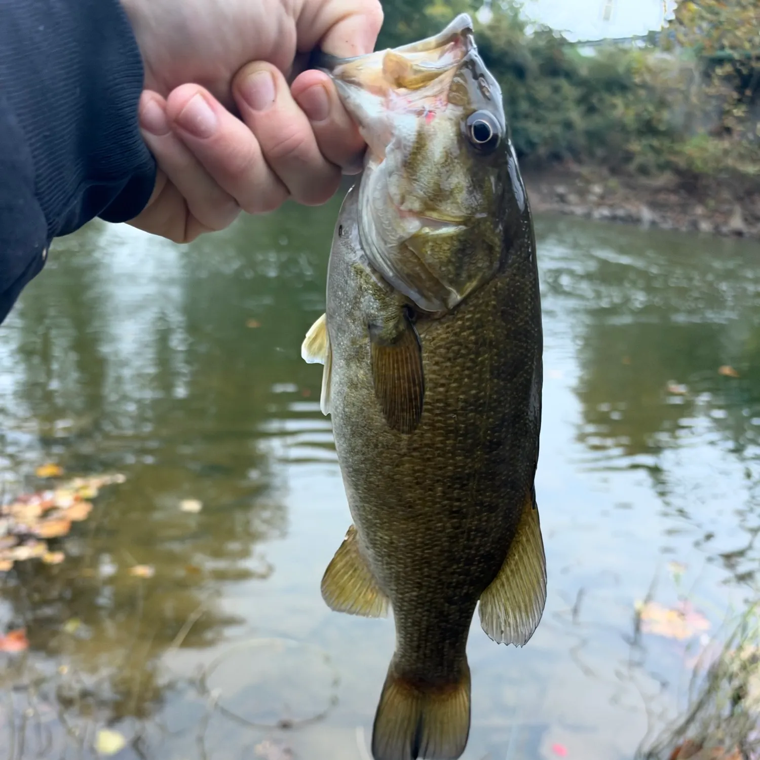 Smallmouth bass caught on Fishbrain
