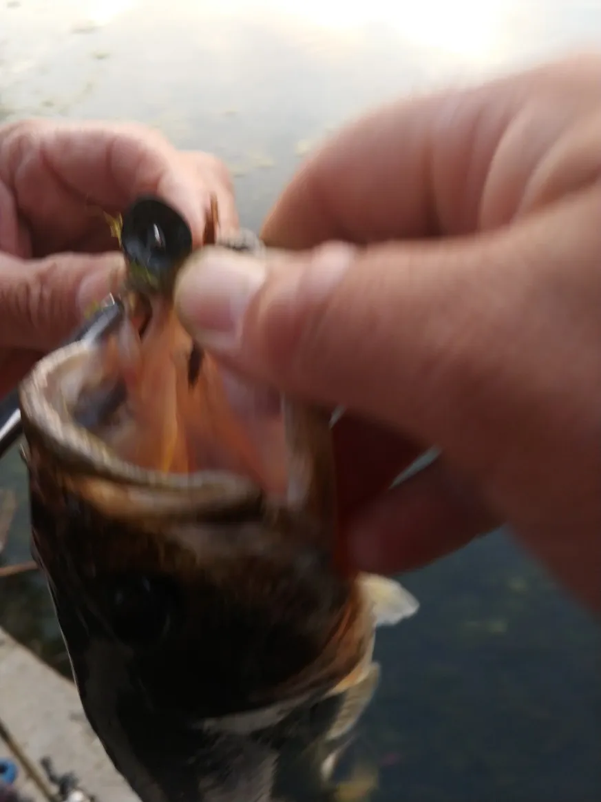 Post image from ElNightcrawler562