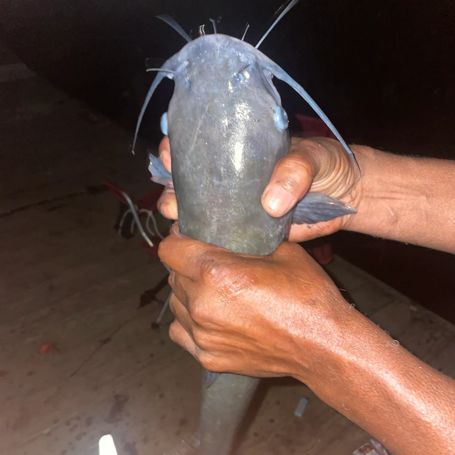 Blue catfish caught on Fishbrain