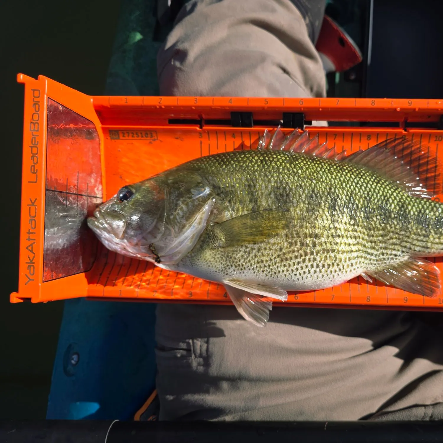 recently logged catches