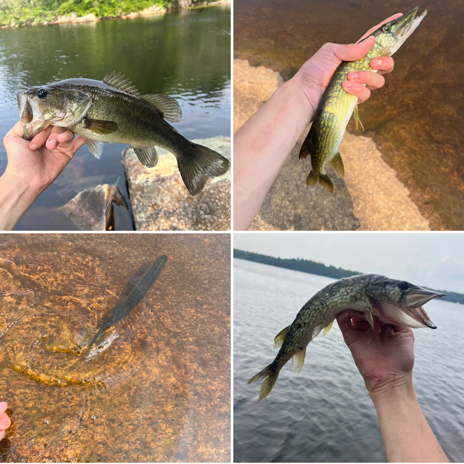 recently logged catches