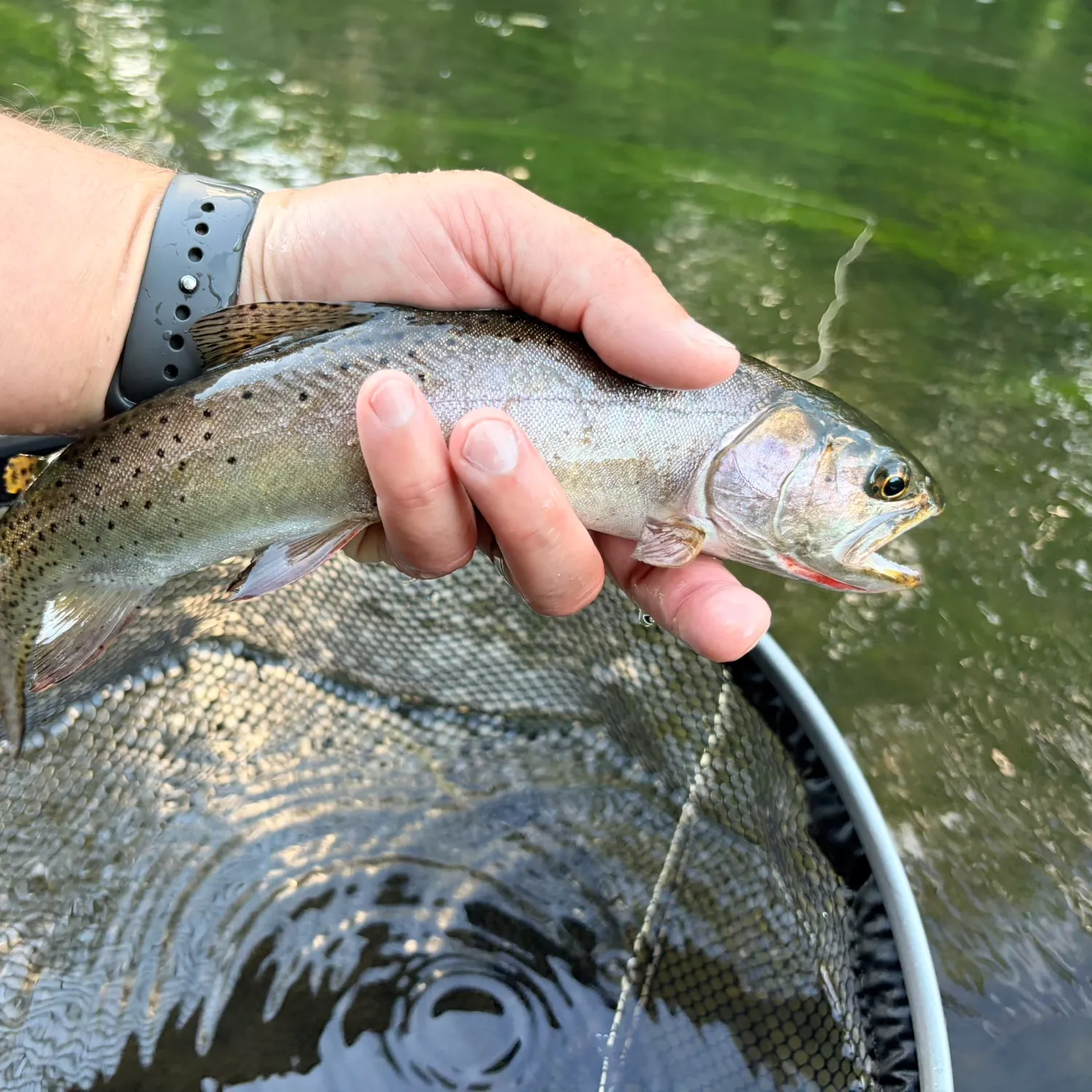 Cutthroat trout caught on Fishbrain