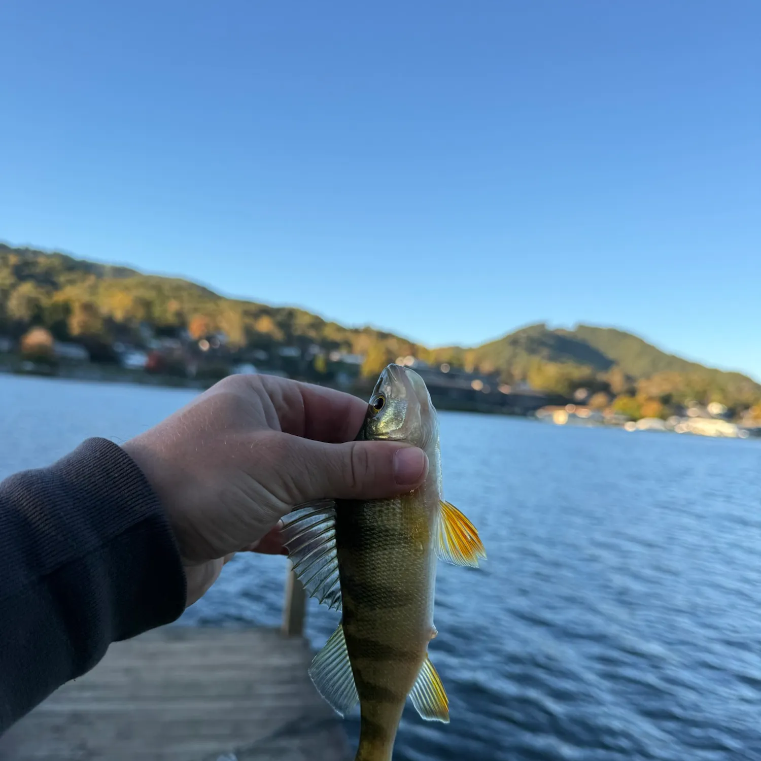 Fish caught on Fishbrain