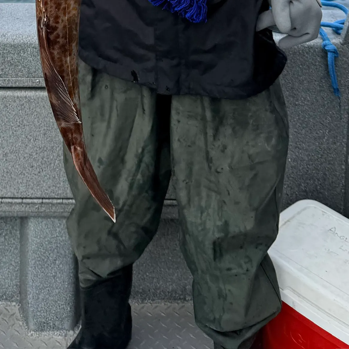 Lingcod caught on Fishbrain