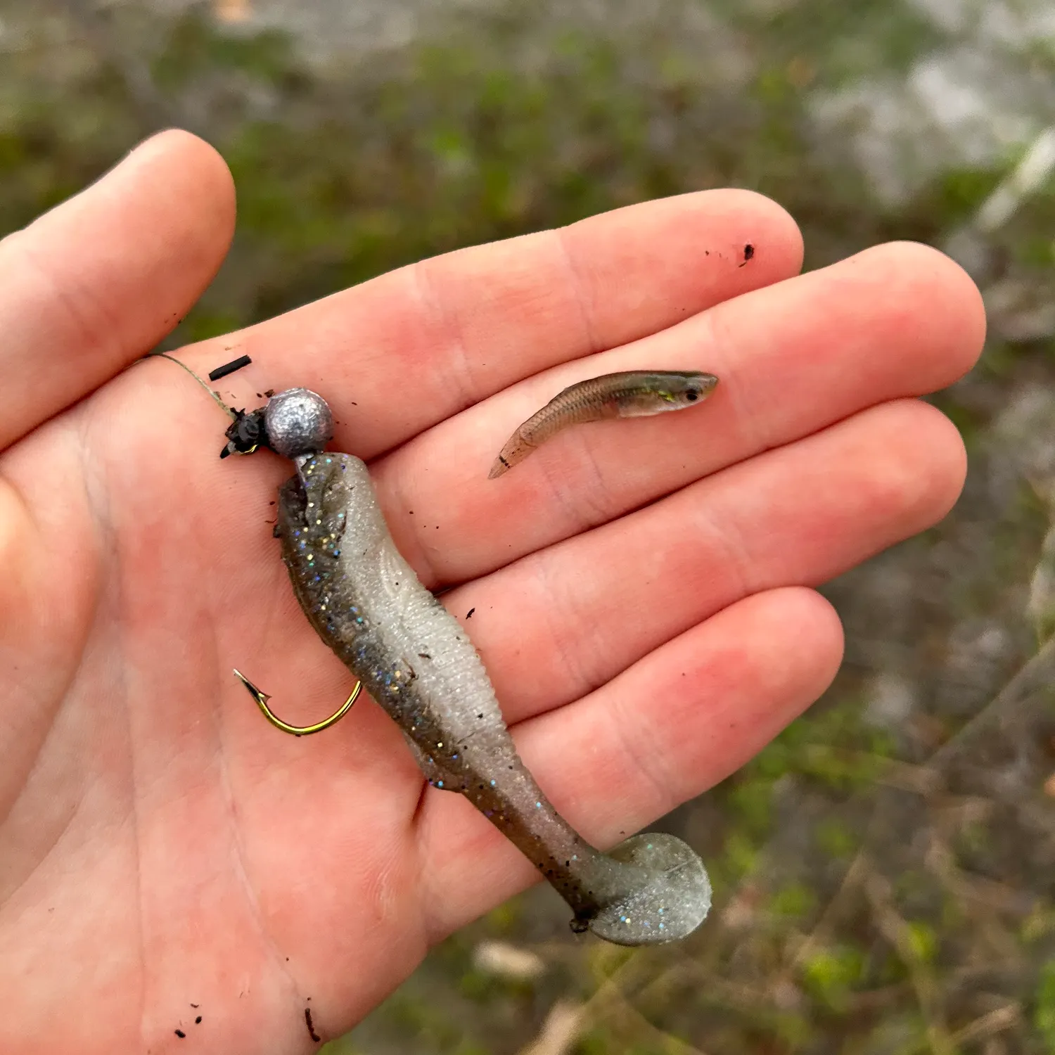 The most recent Eastern mosquitofish catches on Fishbrain