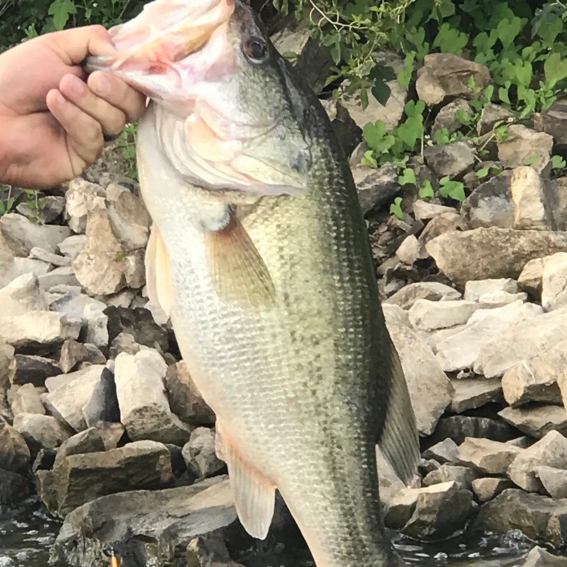 Largemouth bass caught on Fishbrain