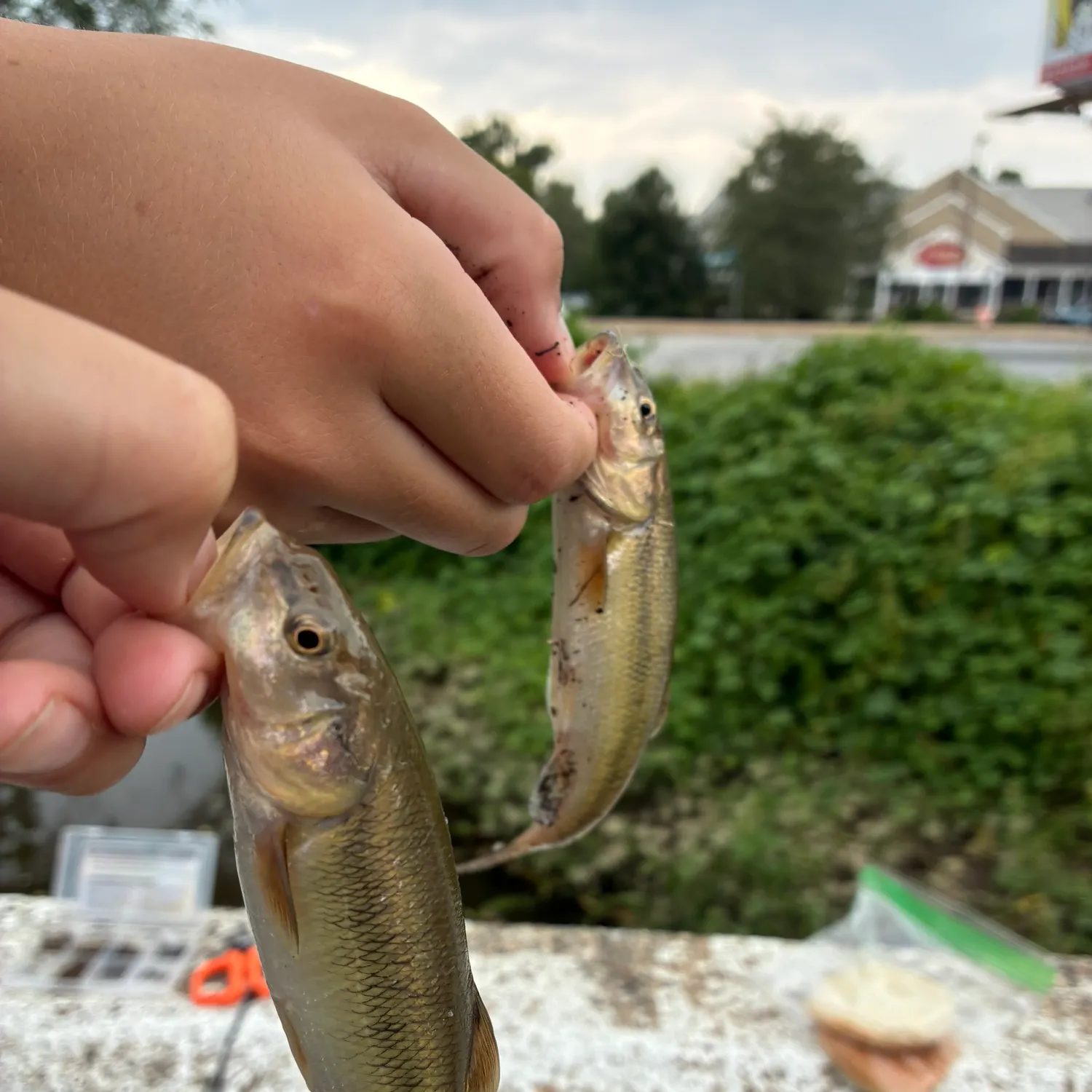 catch