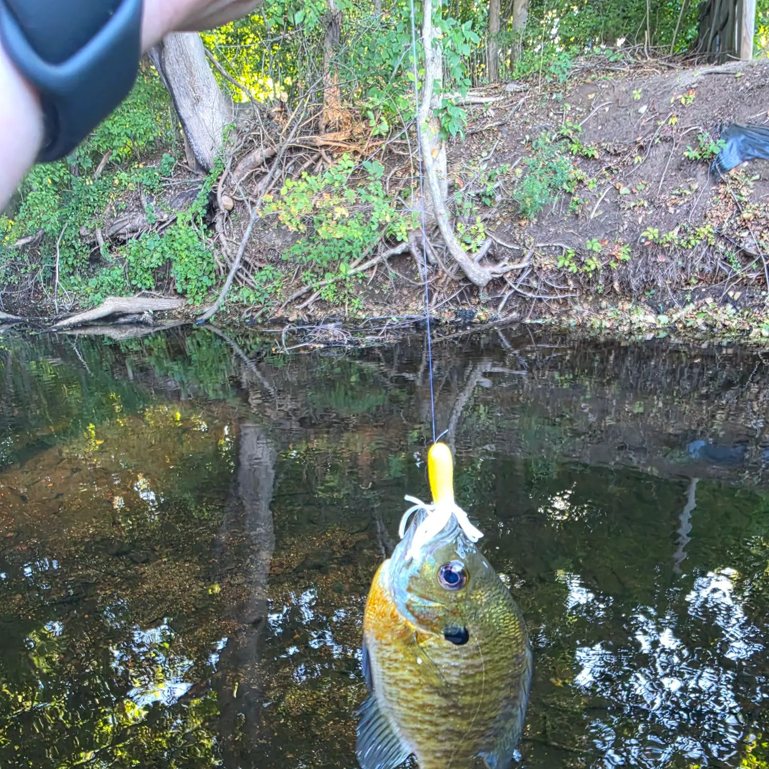 Bluegill caught on Fishbrain