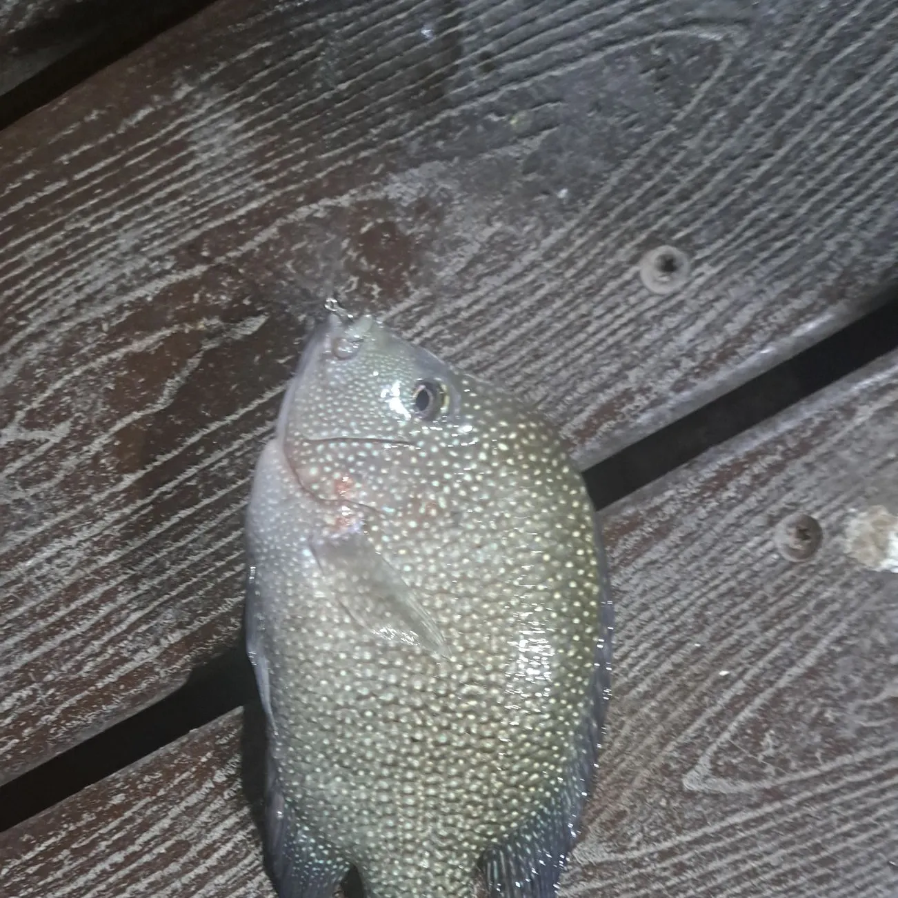 Rio Grande cichlid caught on Fishbrain
