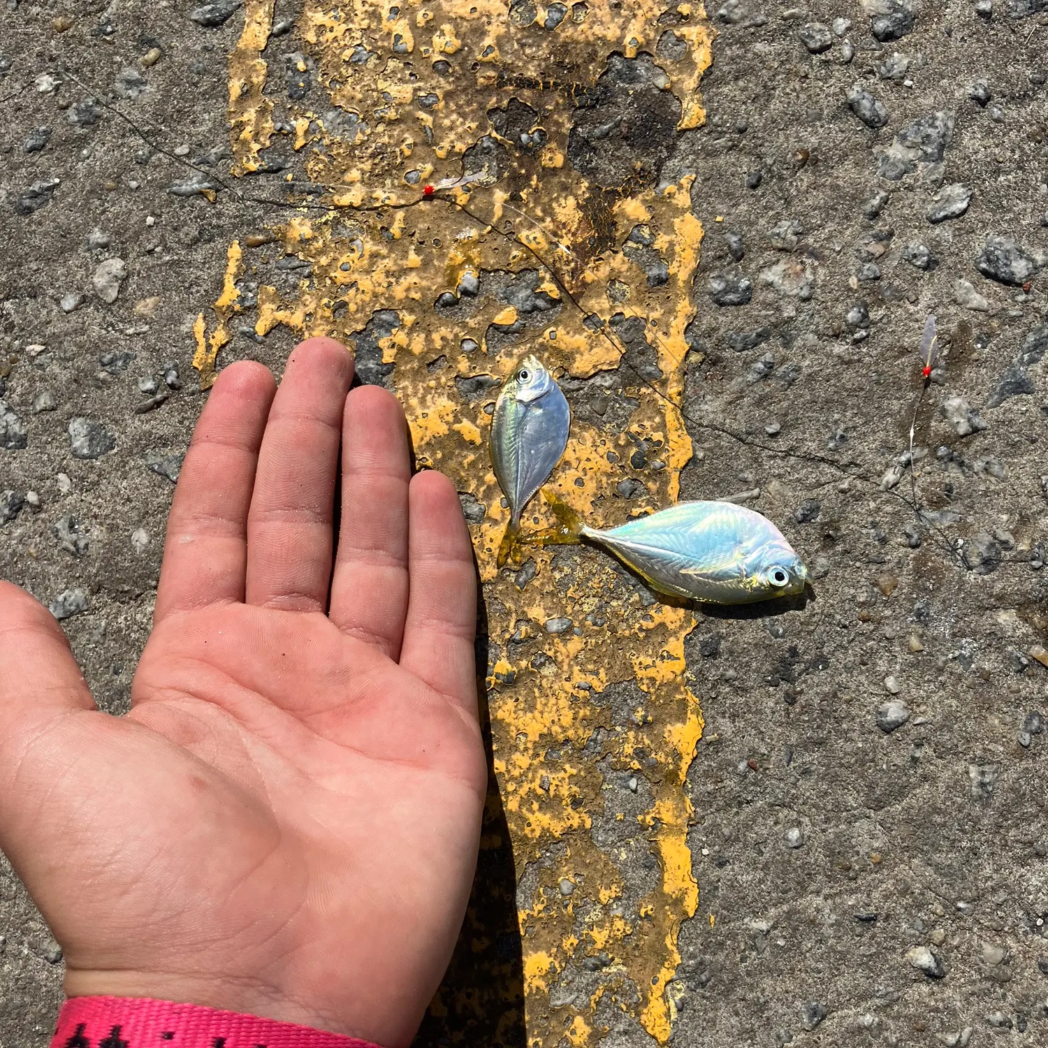 The most recent American butterfish catches on Fishbrain