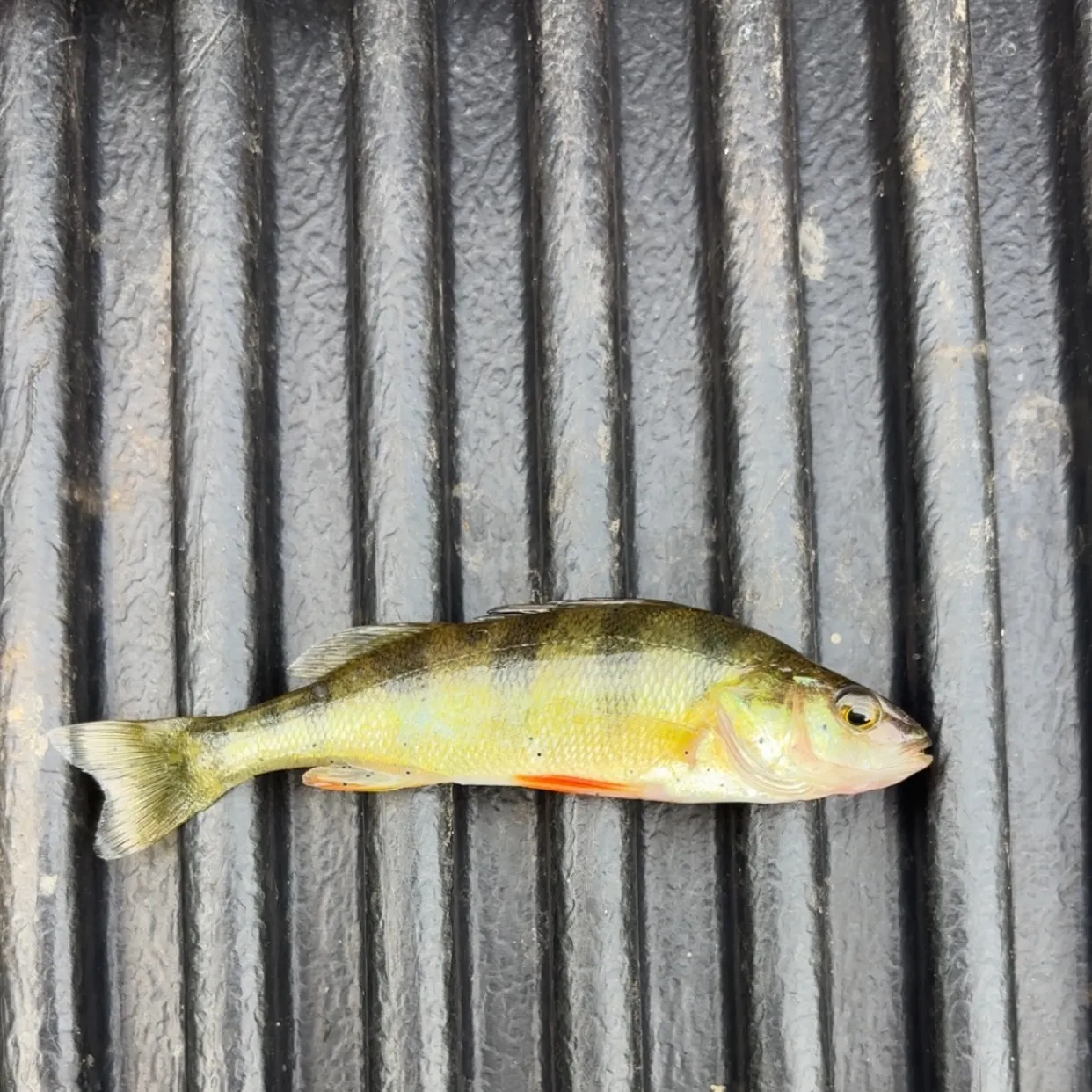 Yellow perch caught on Fishbrain