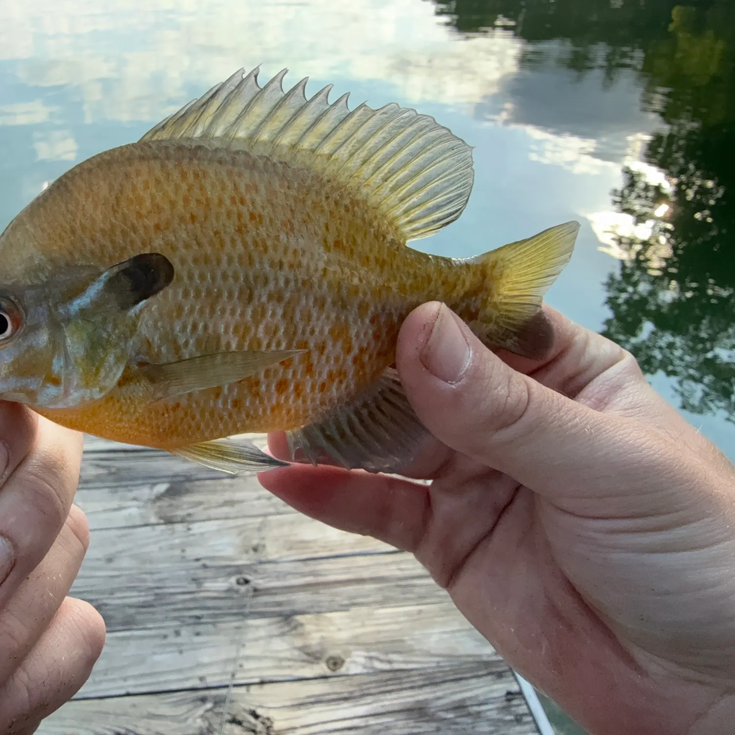 The most recent Redbreast sunfish x bluegill catches on Fishbrain