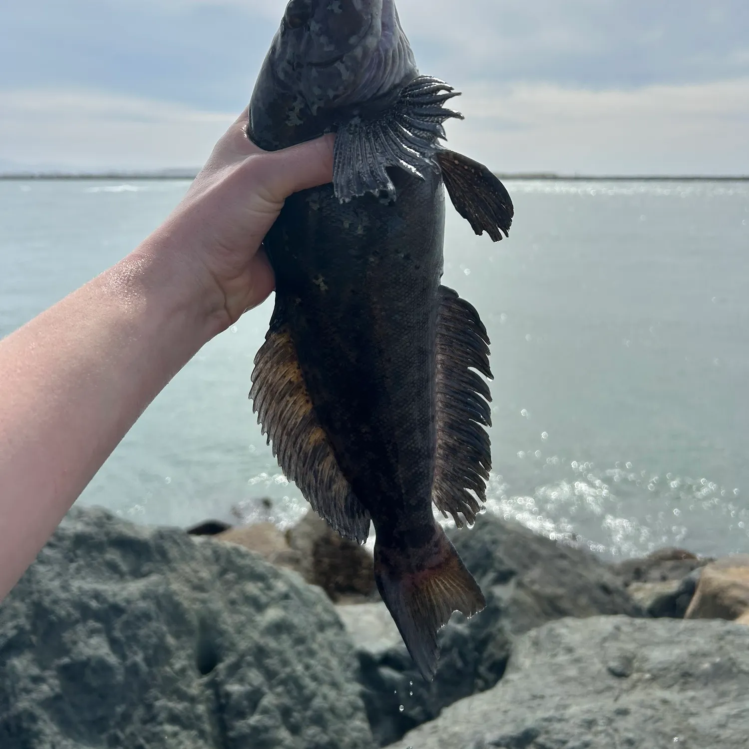The most recent Black rockfish catches on Fishbrain