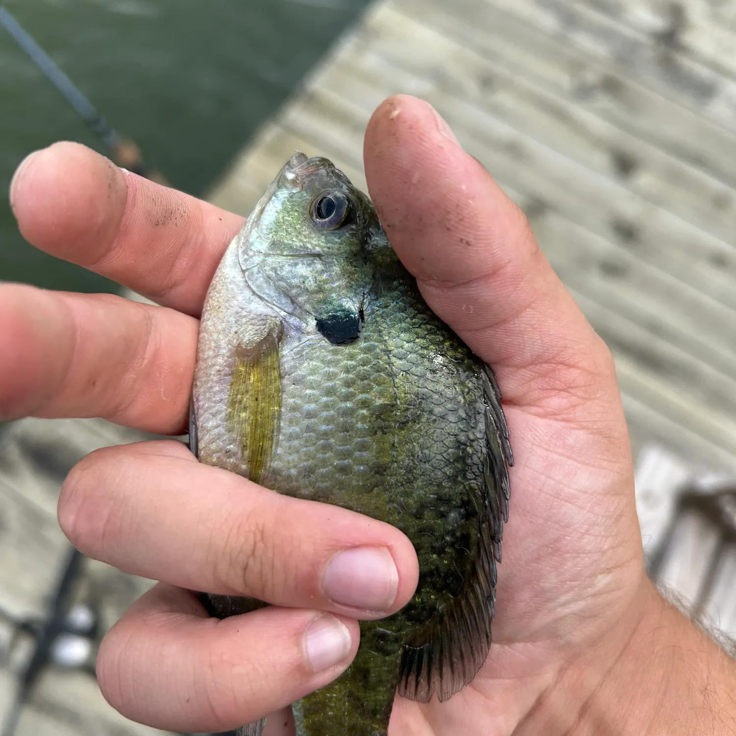 Bluegill caught on Fishbrain