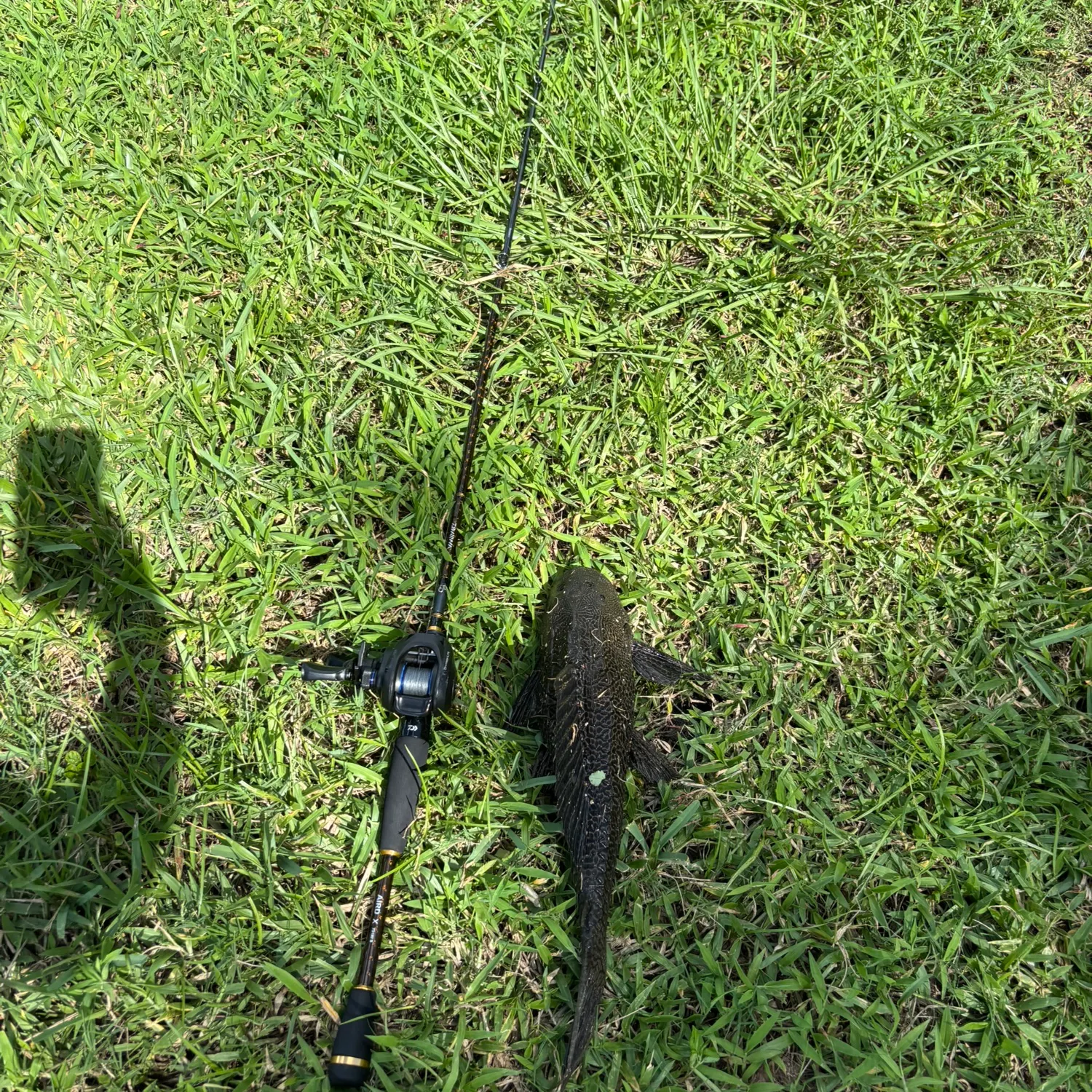 The most recent Suckermouth catfish catches on Fishbrain