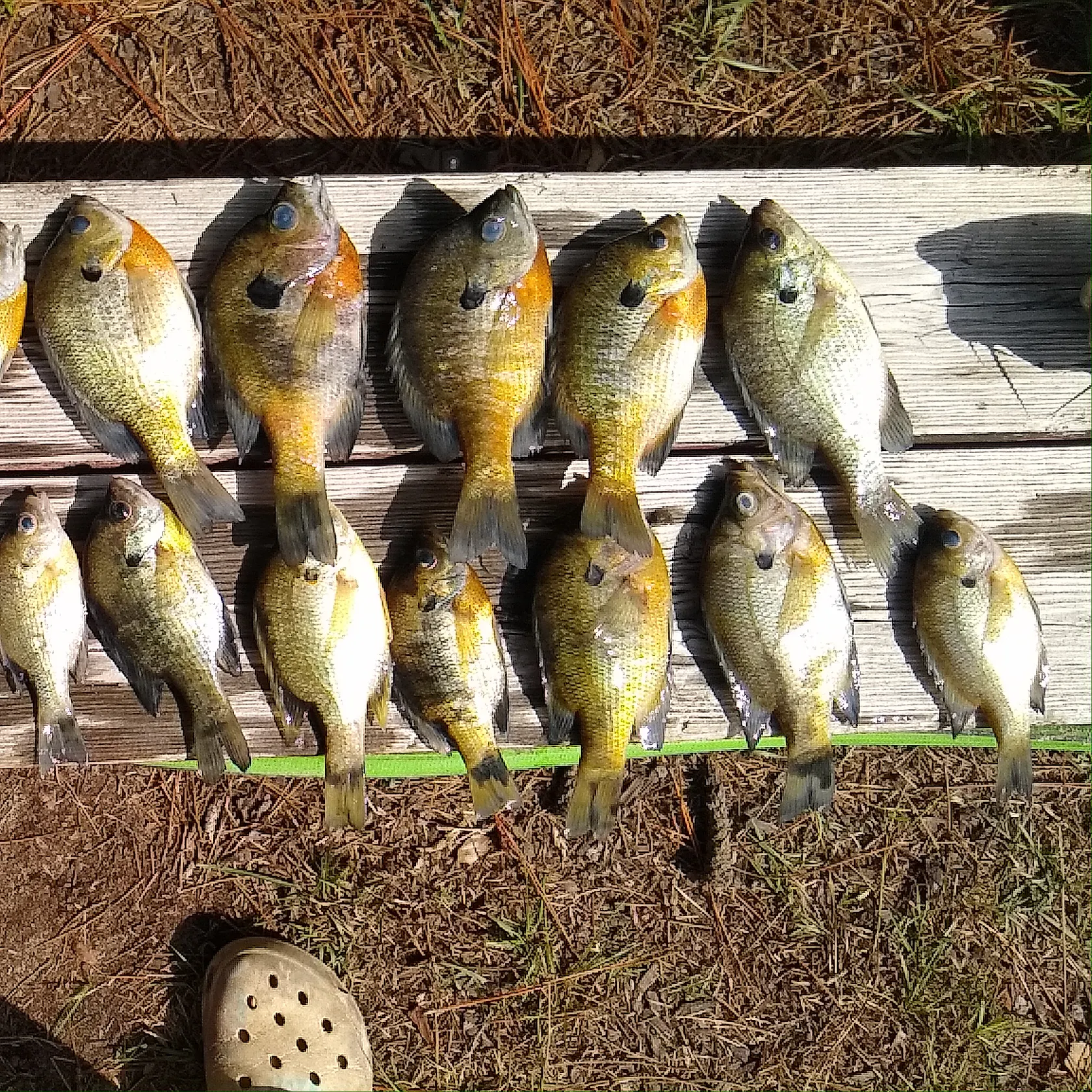 angler catch