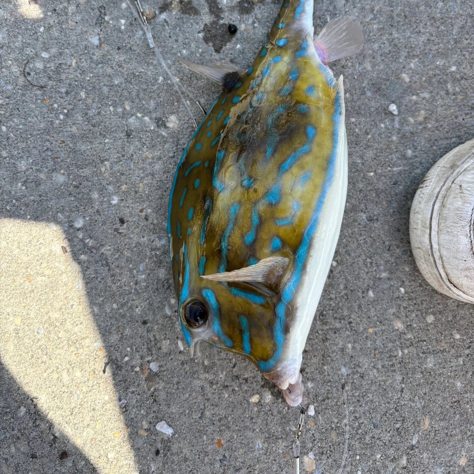 The most recent Scrawled cowfish catches on Fishbrain