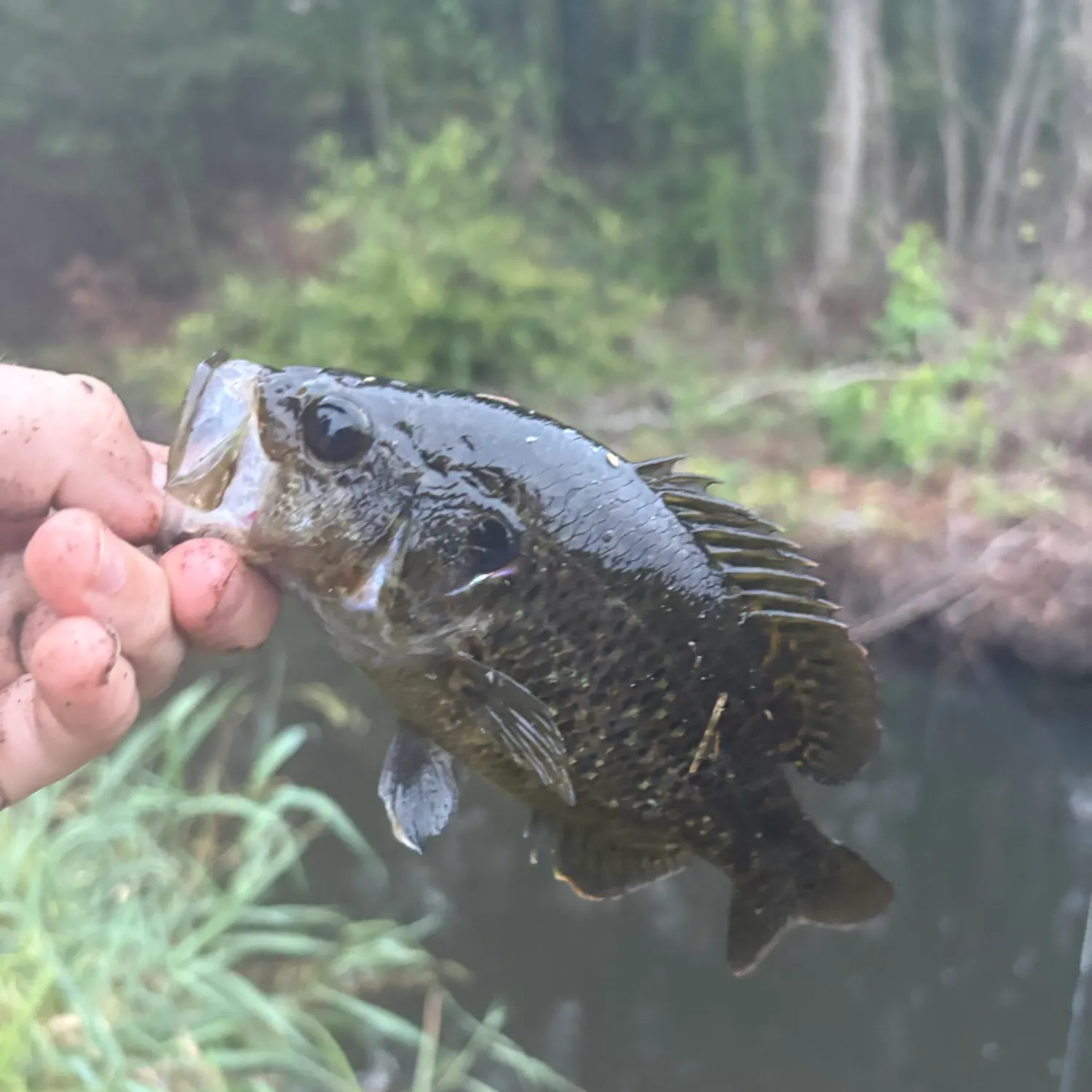 Warmouth caught on Fishbrain