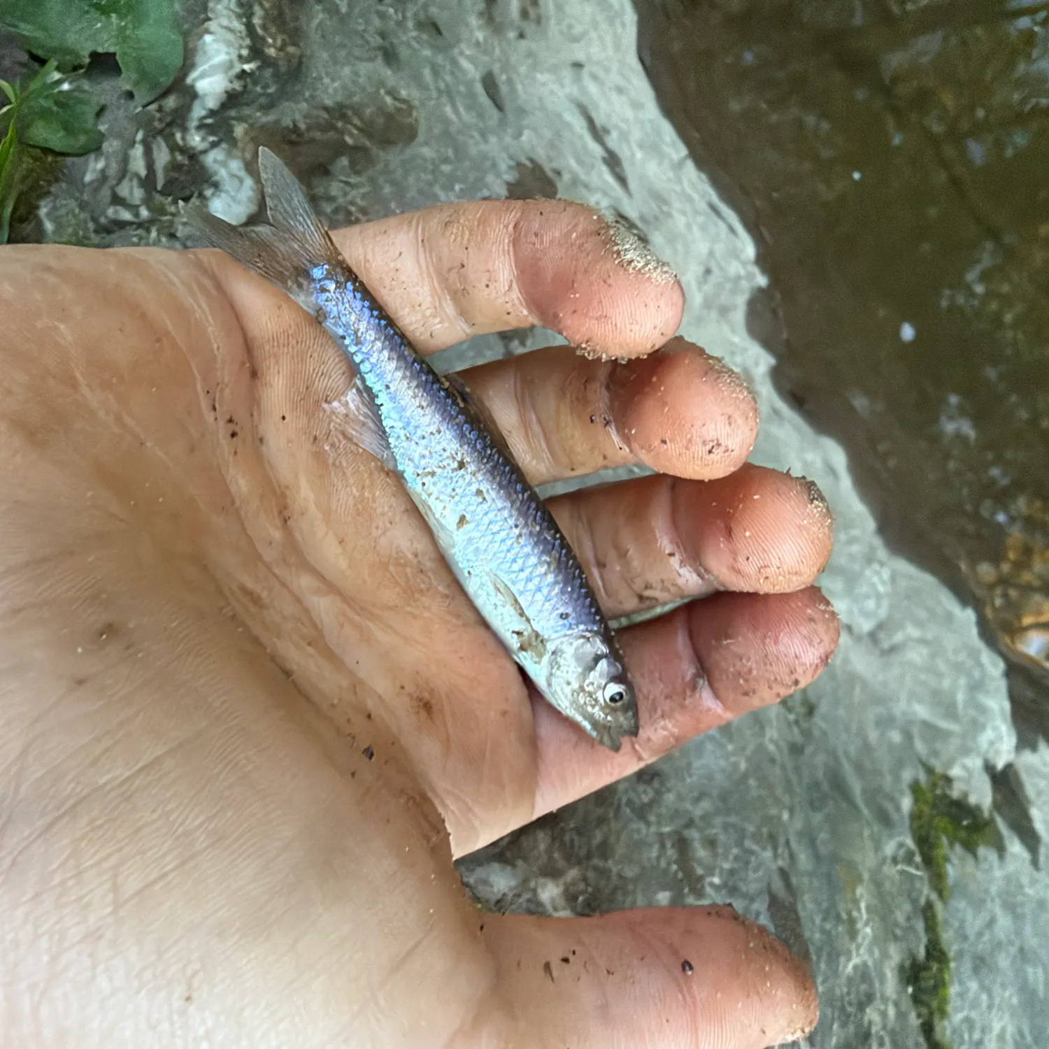 Striped shiner caught on Fishbrain