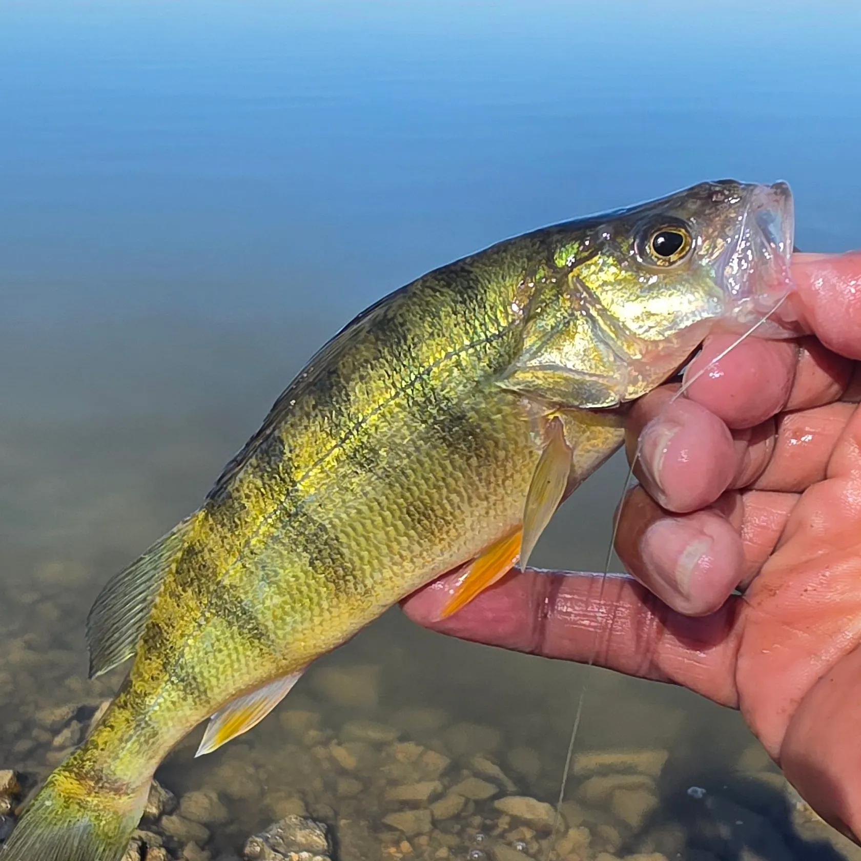 Yellow perch caught on Fishbrain