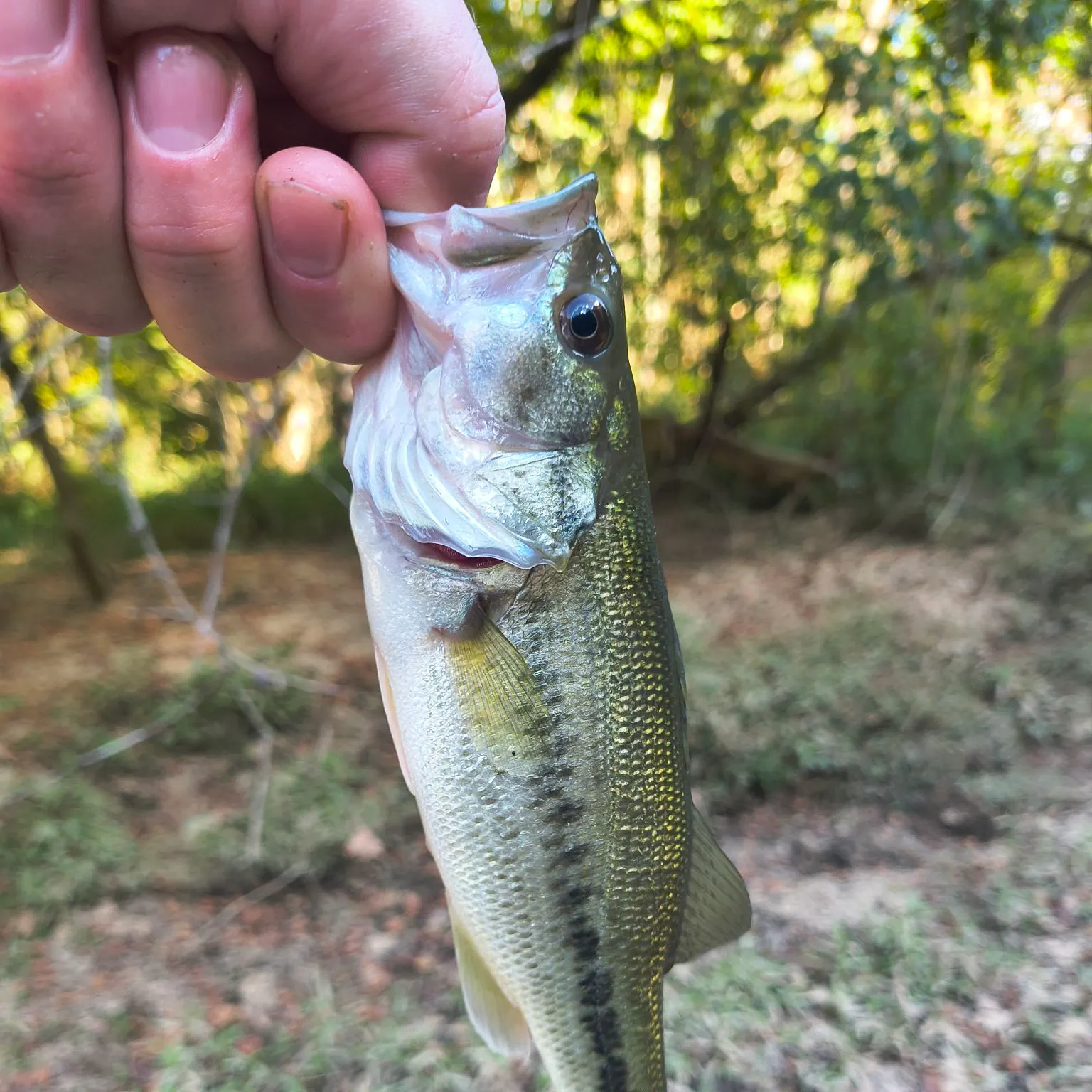 Alabama bass caught on Fishbrain