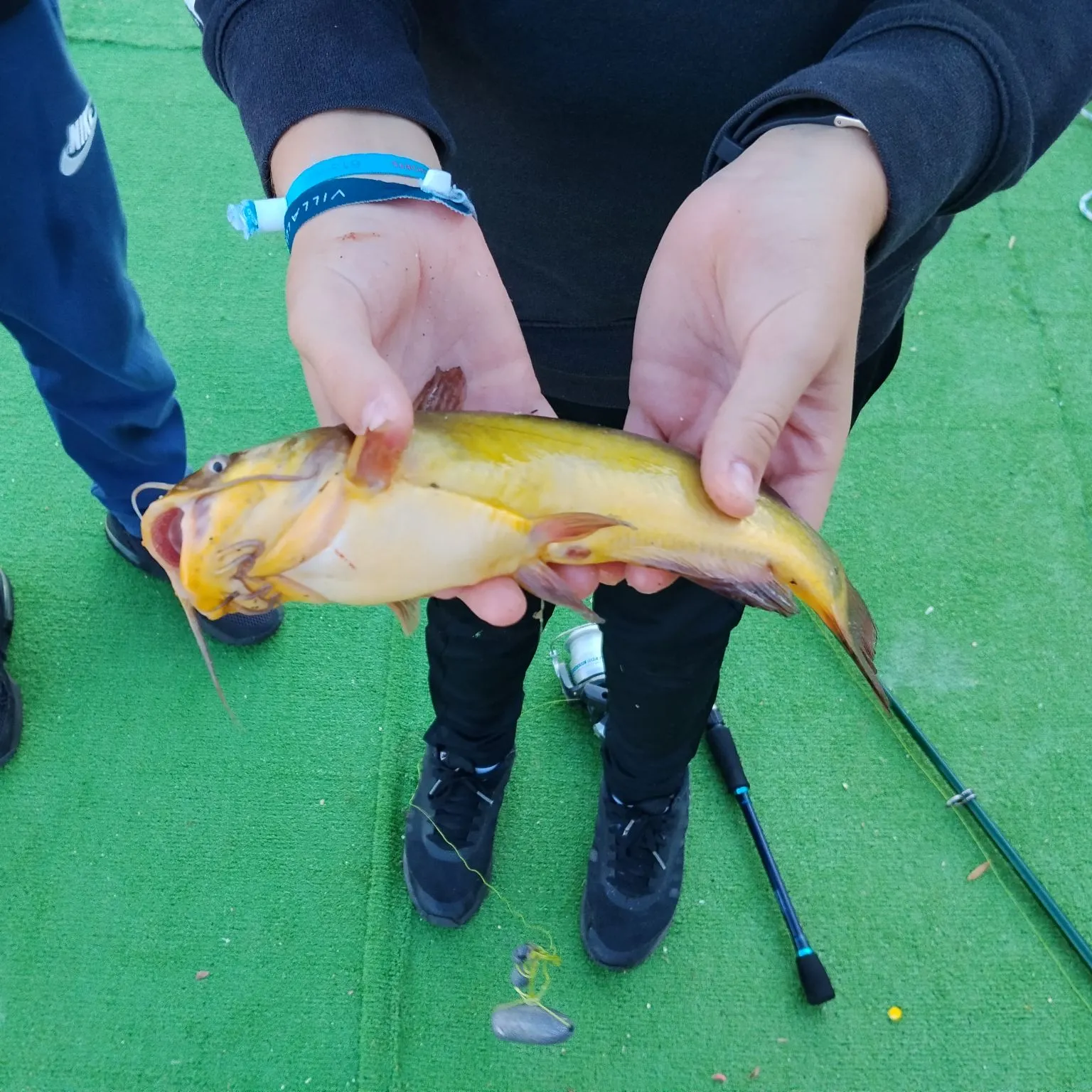 The most recent North African catfish catches on Fishbrain