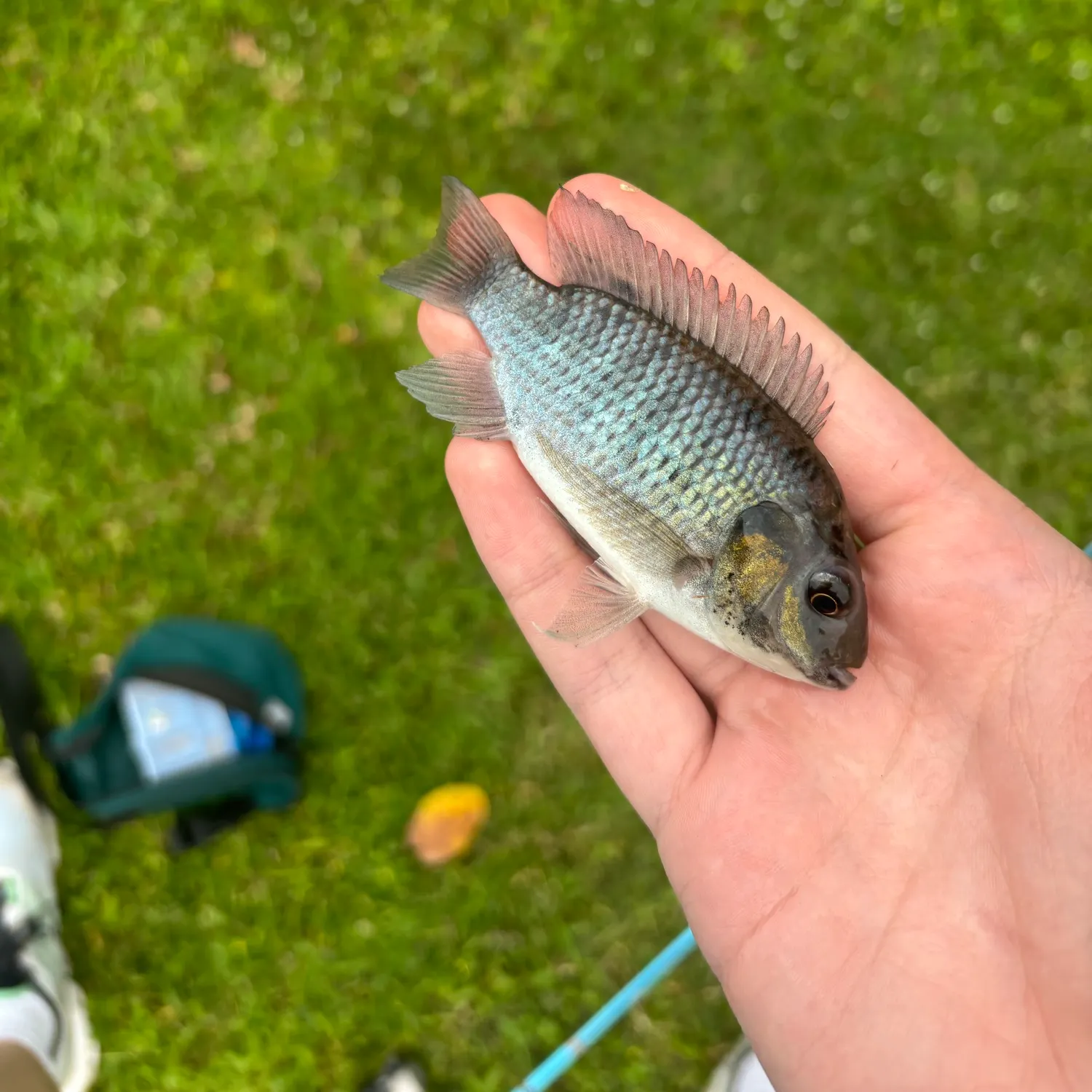The most recent Blackchin tilapia catches on Fishbrain