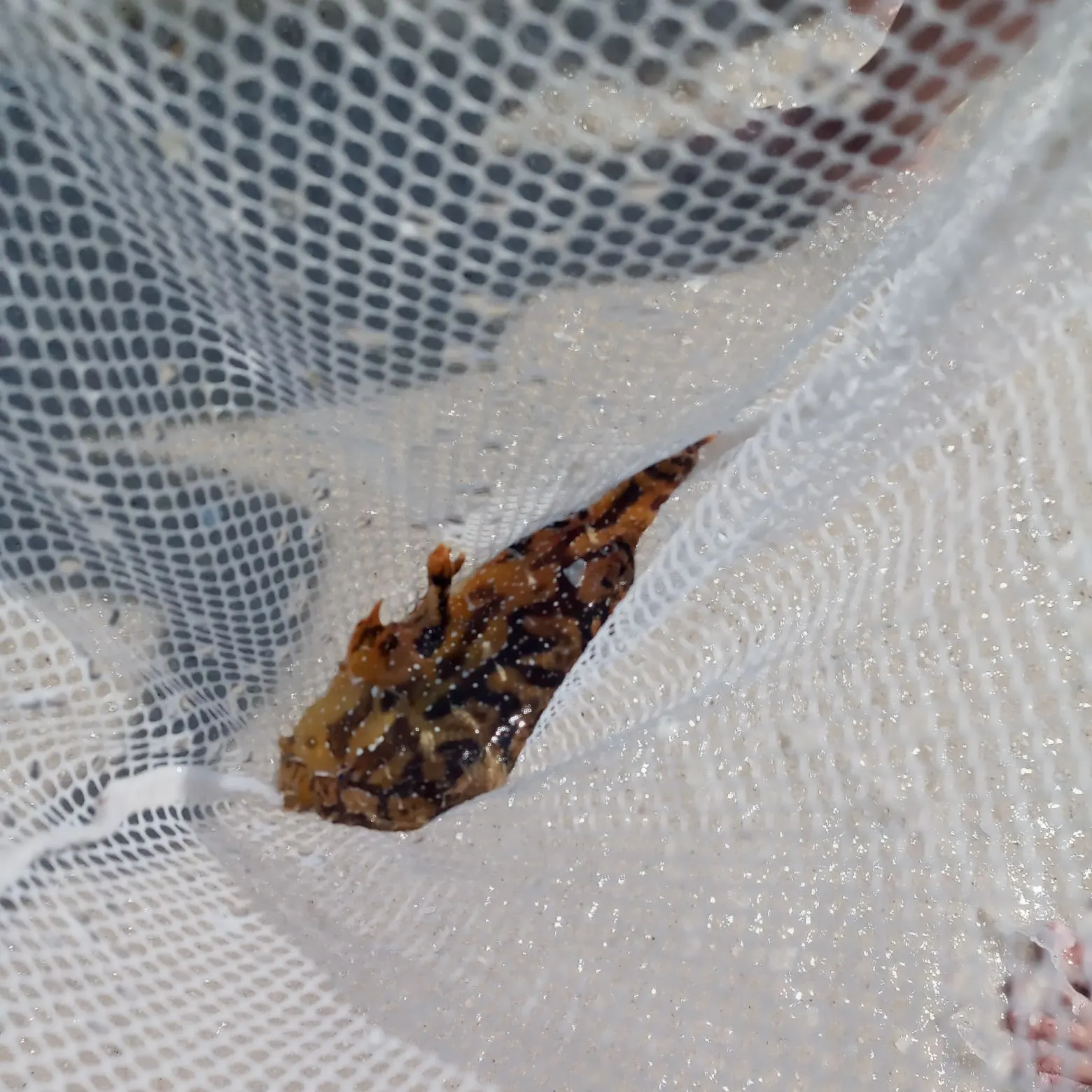 The most recent Sargassumfish catches on Fishbrain